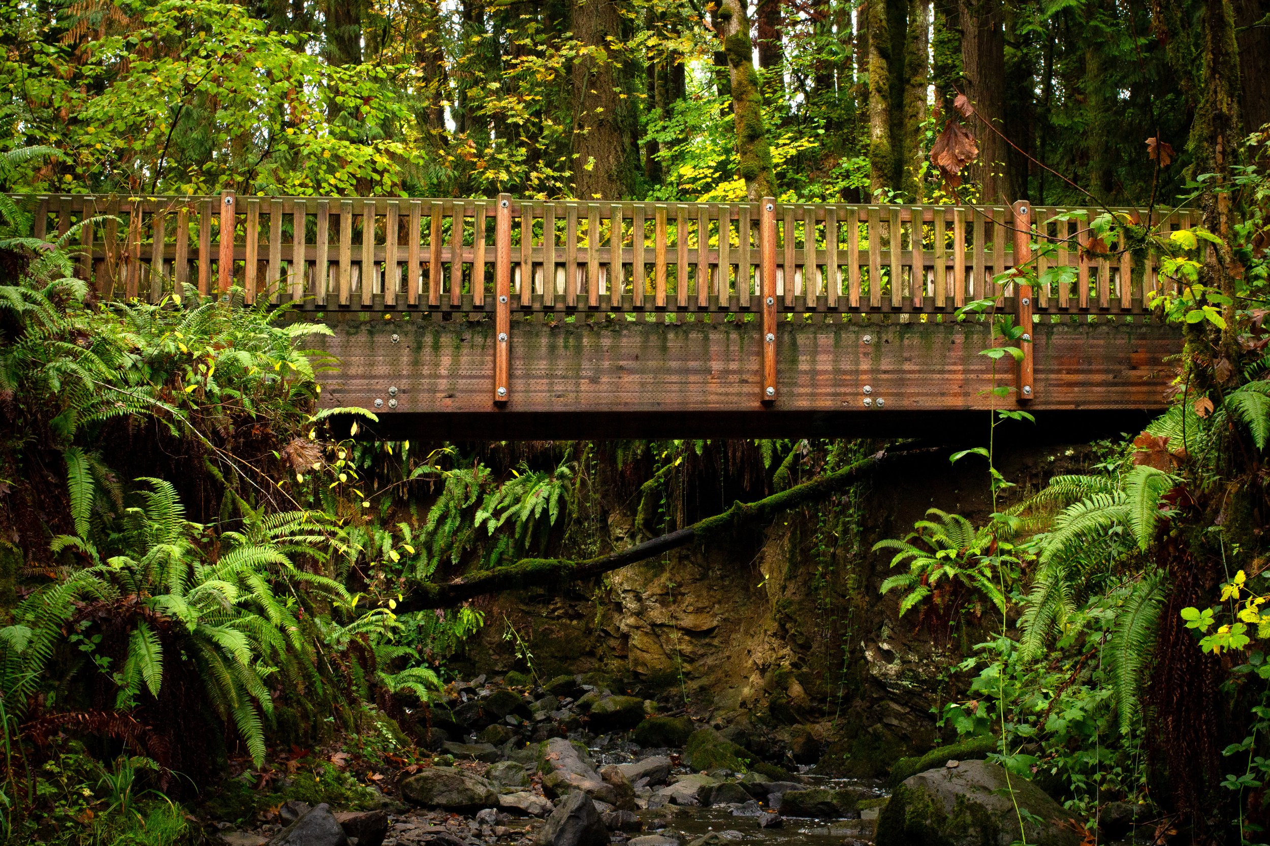 Footbridge over creek in lush forest