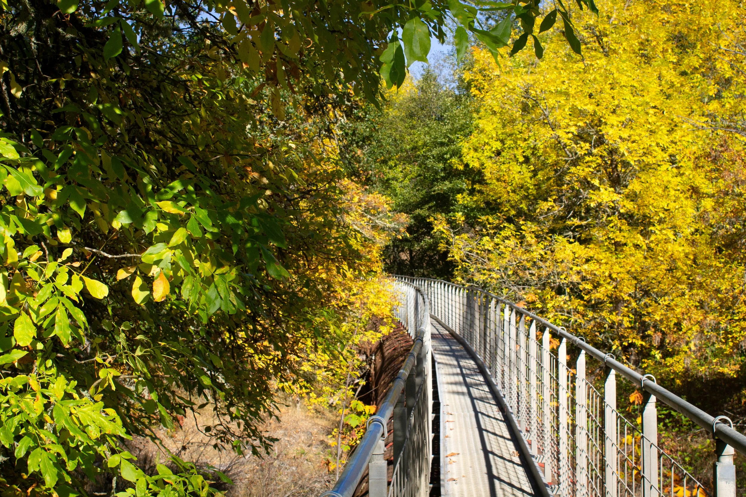 Hike through forest on metal walkway