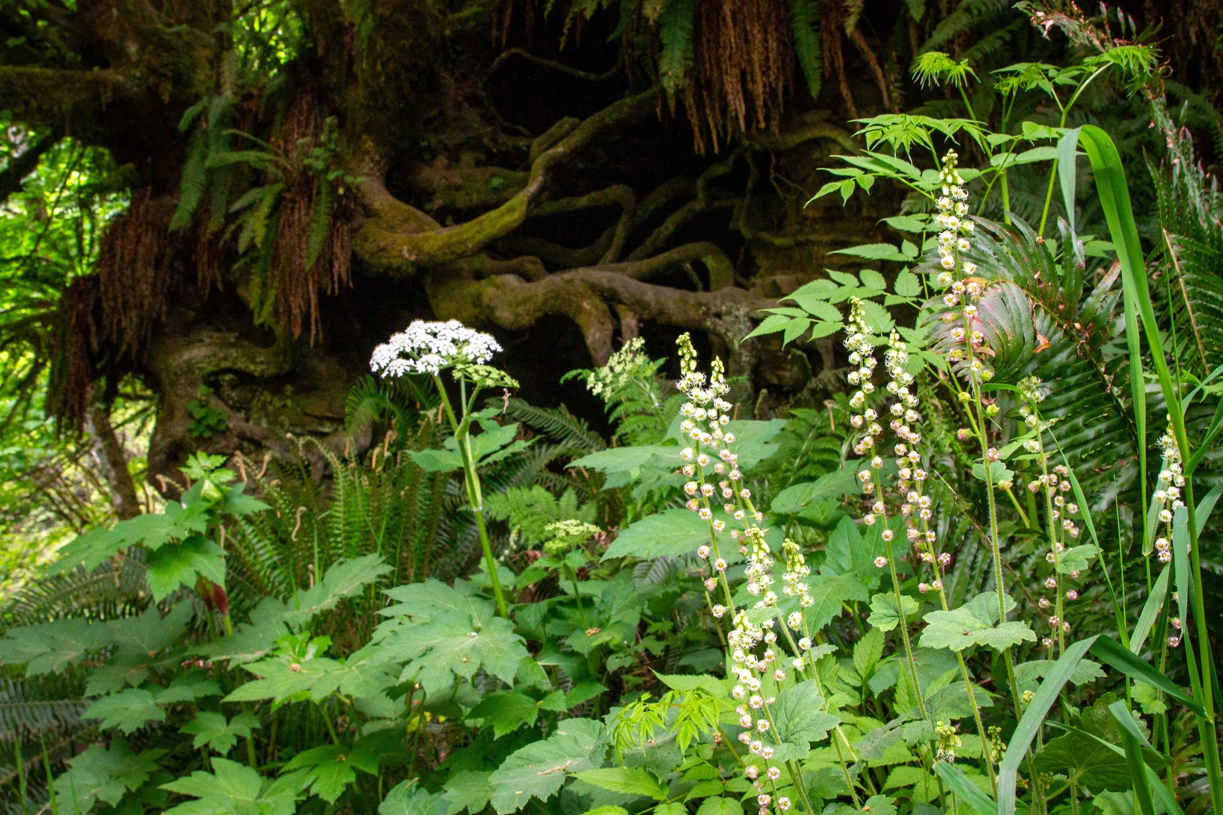 Flowering undergrowth in front of exposed tree root system