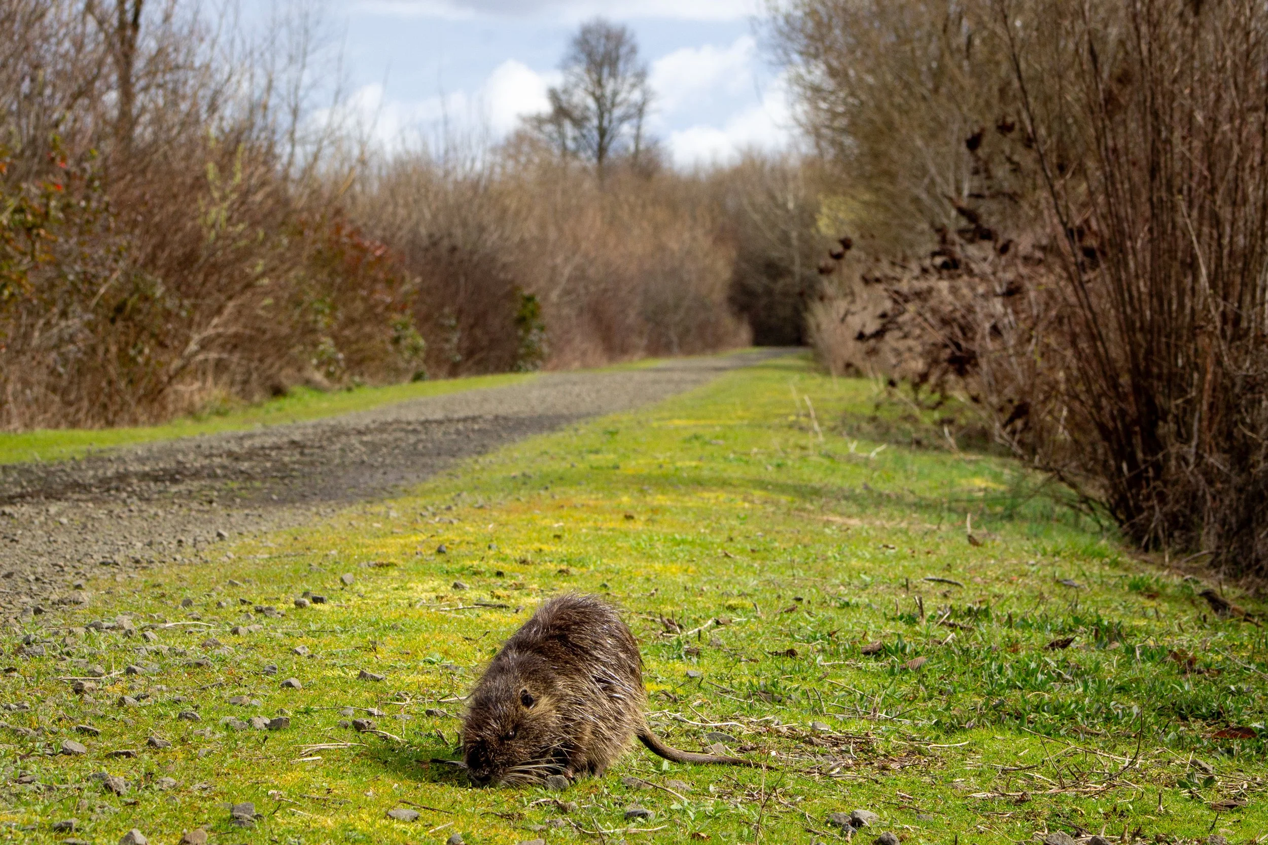 Nutria grazing next to hiking trail