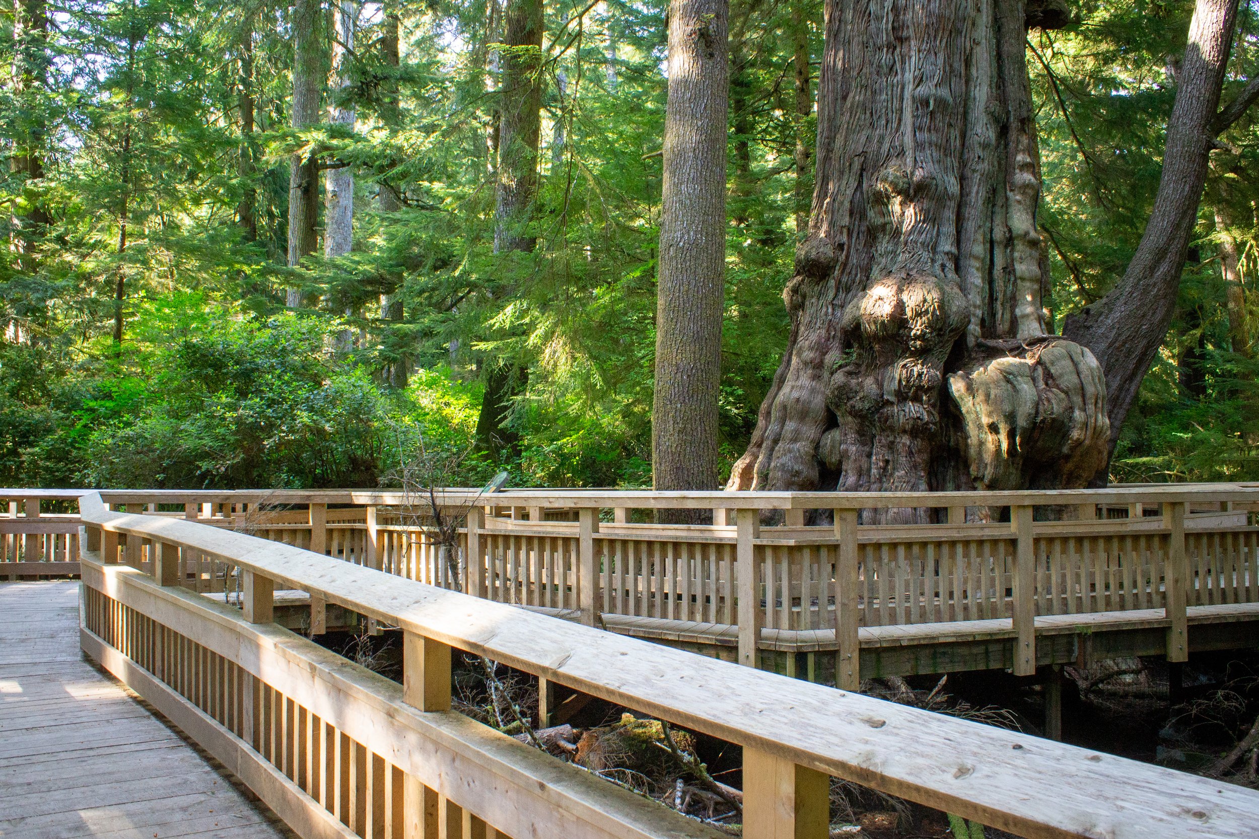 Boardwalk around giant tree