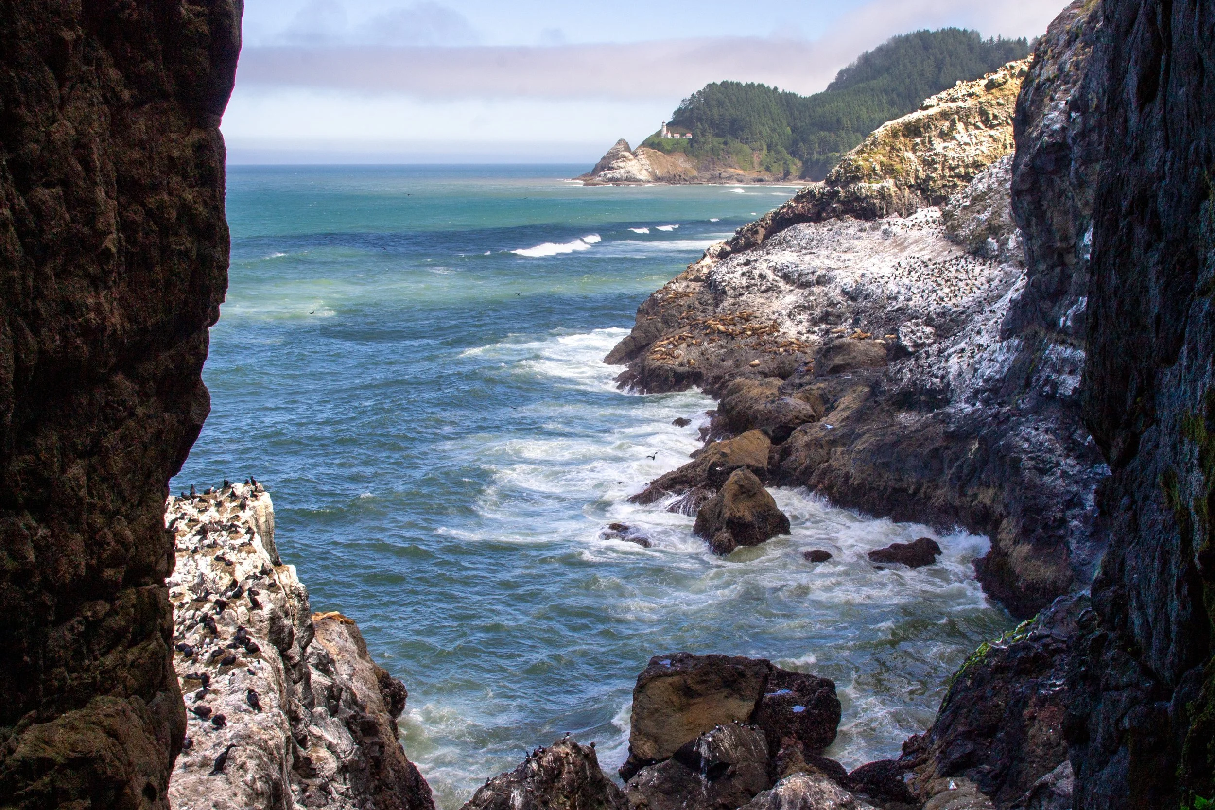 Visiting the Sea Lion Caves on the Oregon Coast