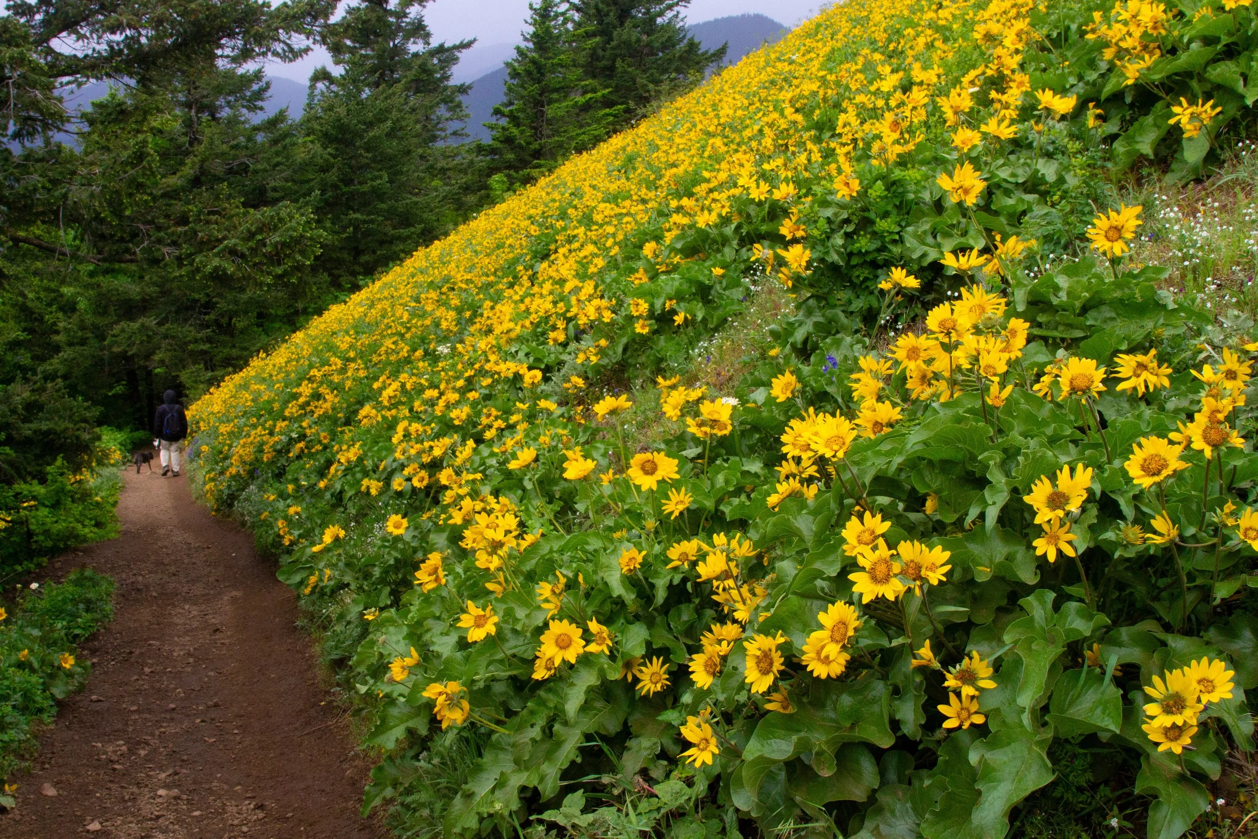 Hillside next to trail with thick wildflowers