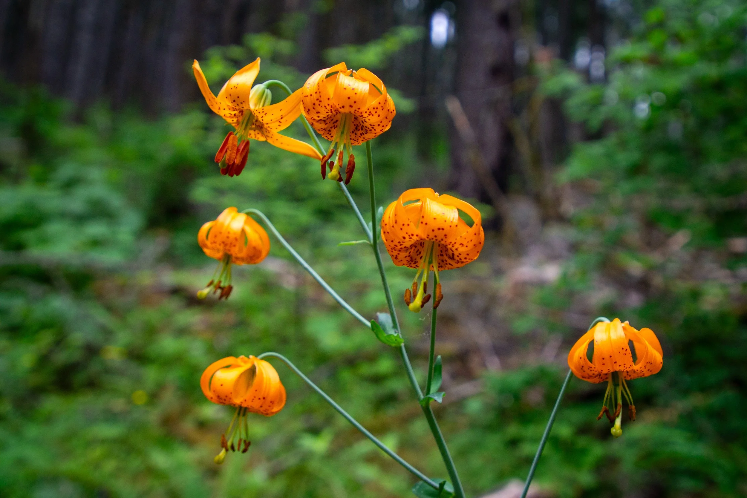 Tiger lily
