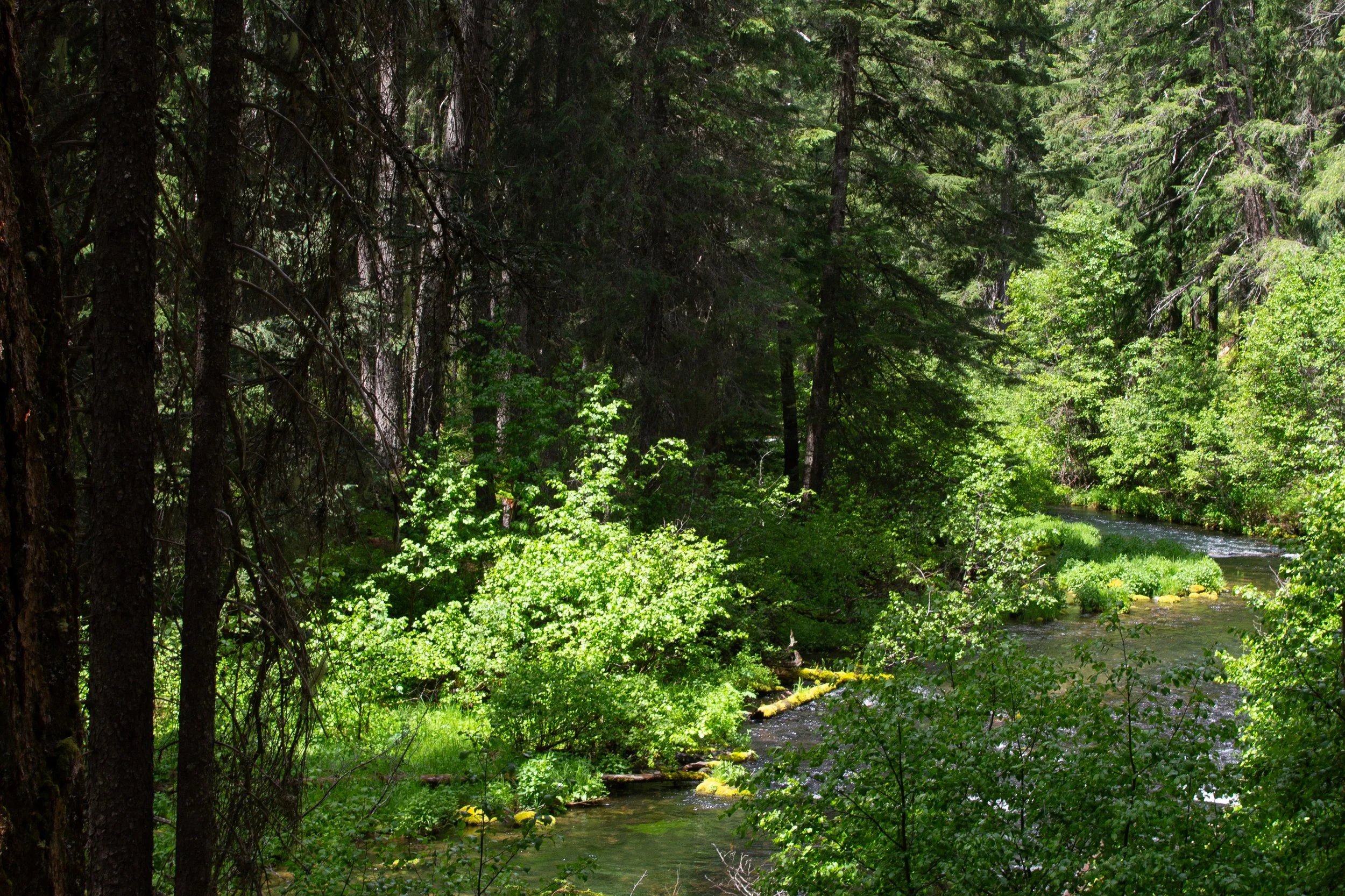 River through dense forest
