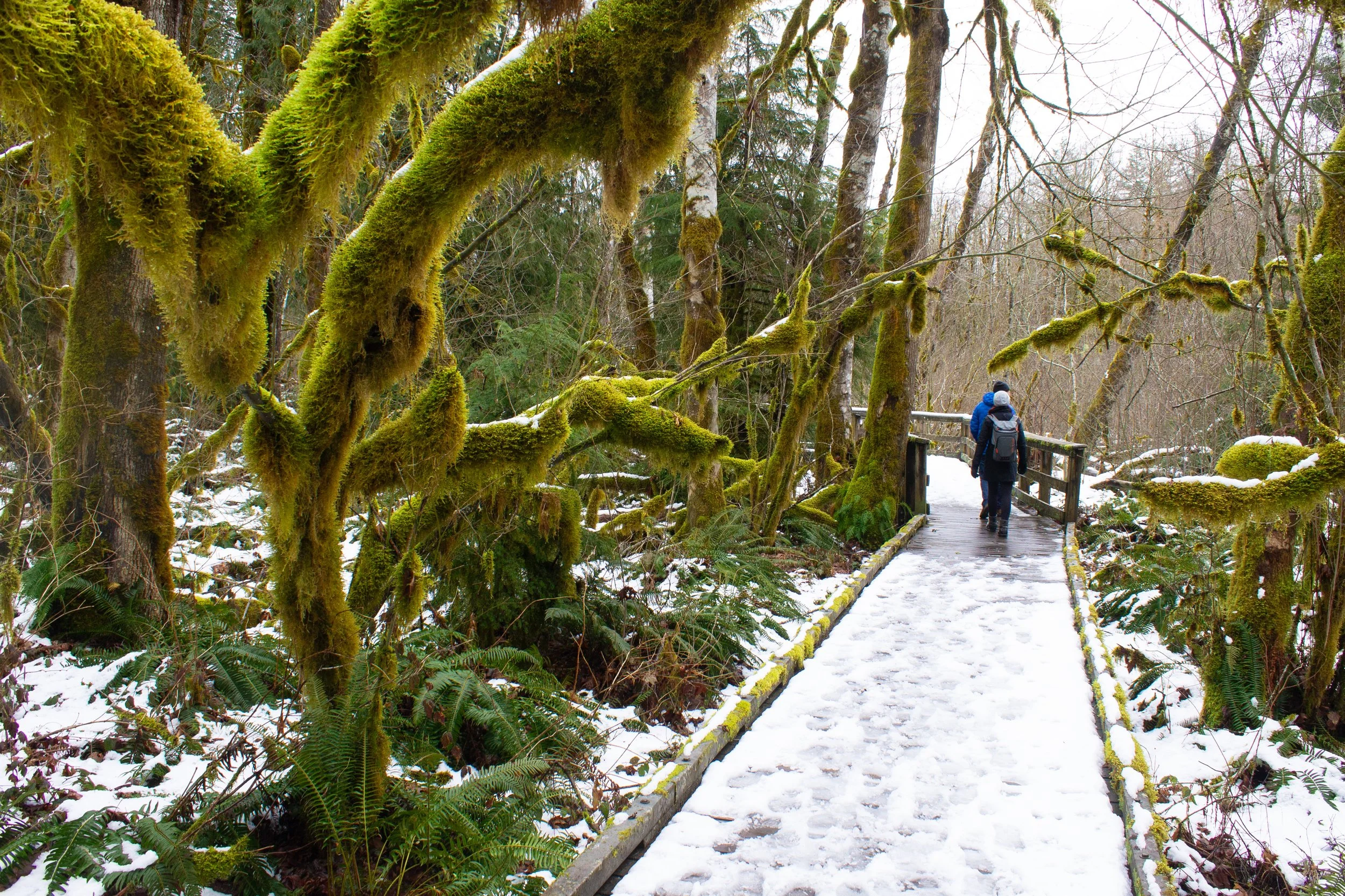 Snowy boardwalk trail in Wildwood Recreation Site