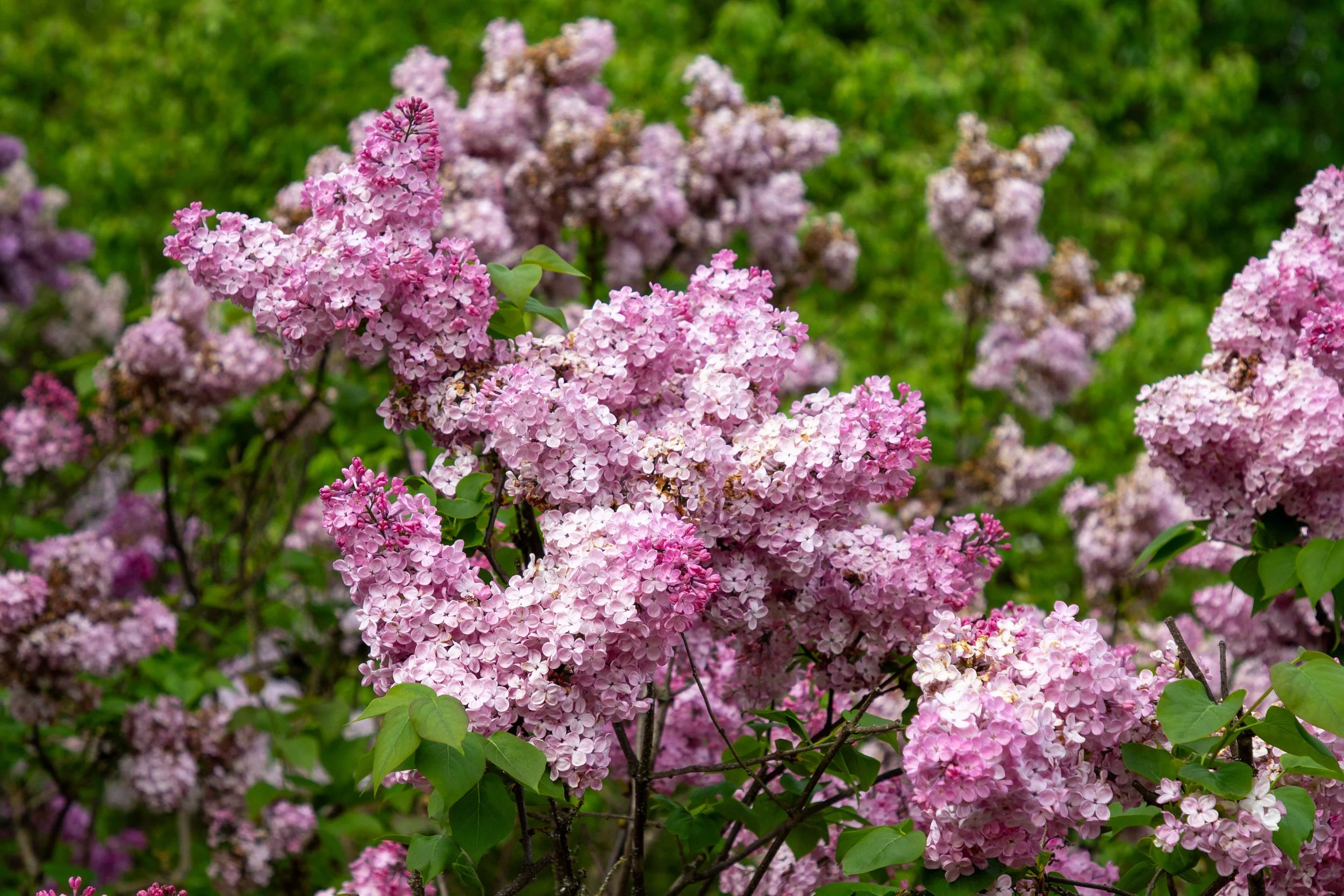 Lilacs in bloom