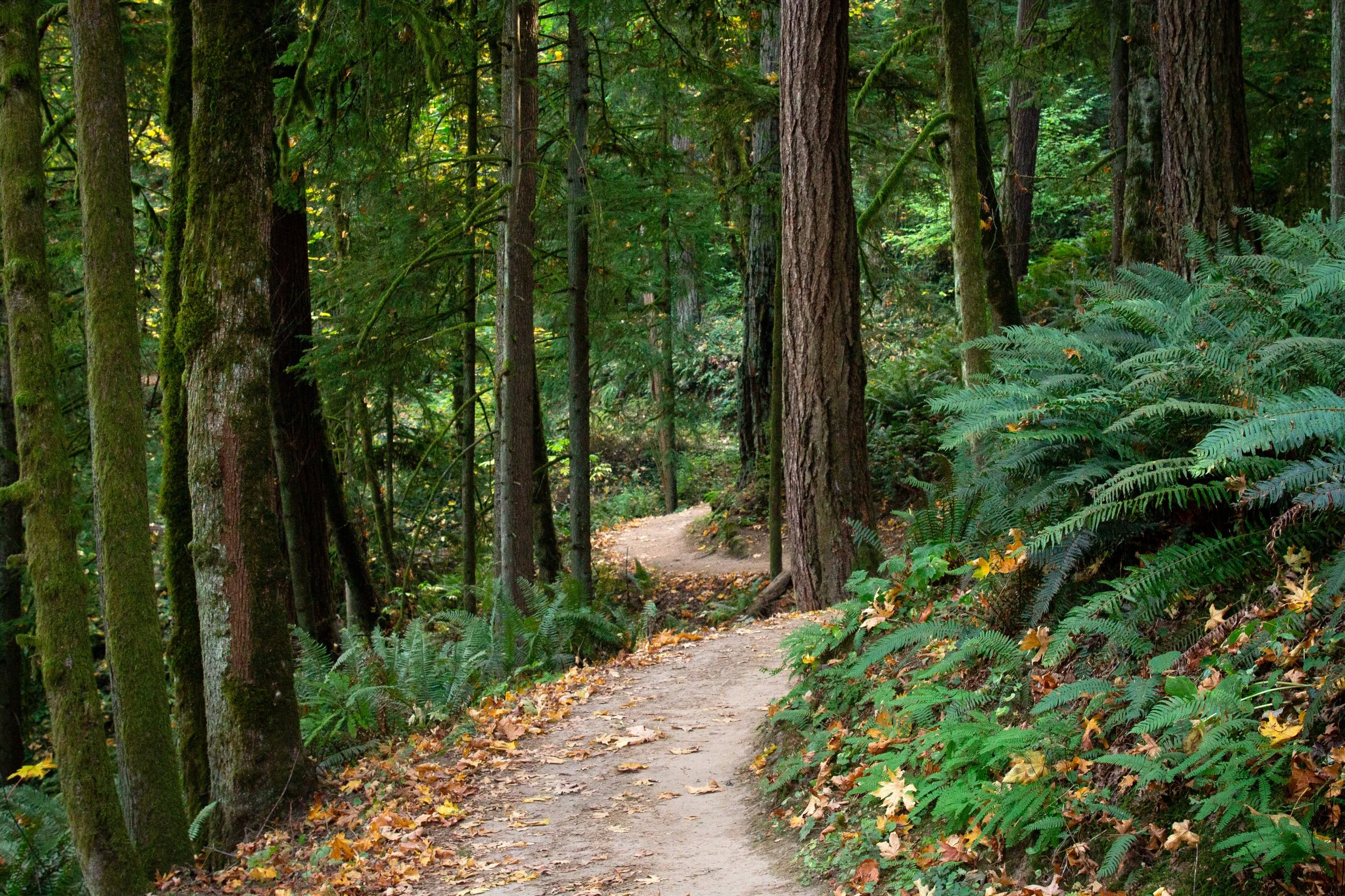 Dirt trail through conifer forest