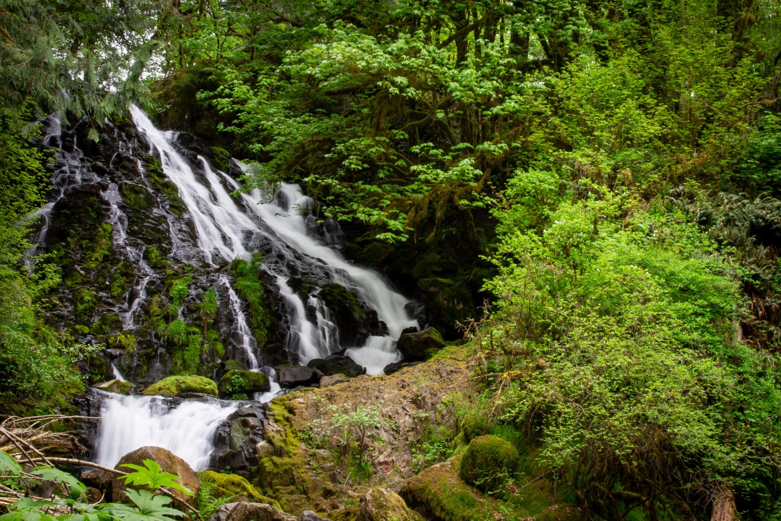 Spring greenery around Fishhawk Falls