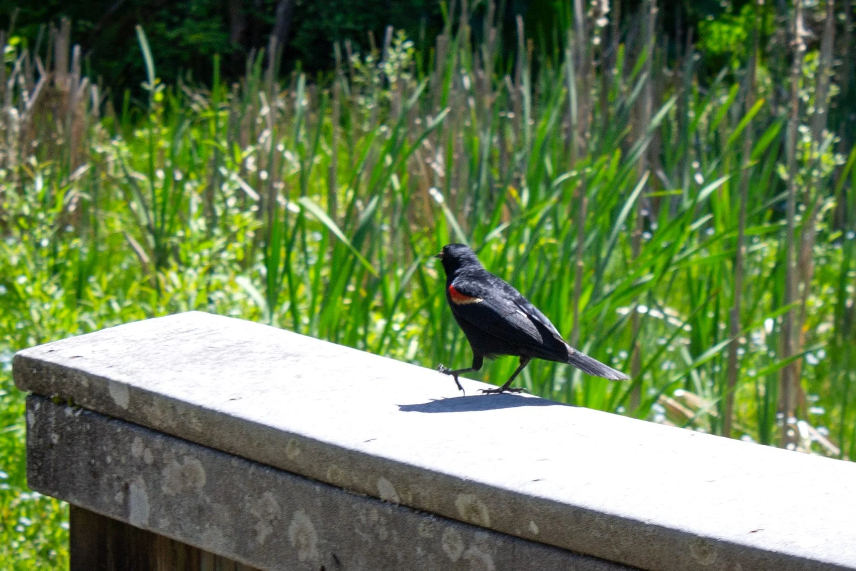 Redwing blackbird