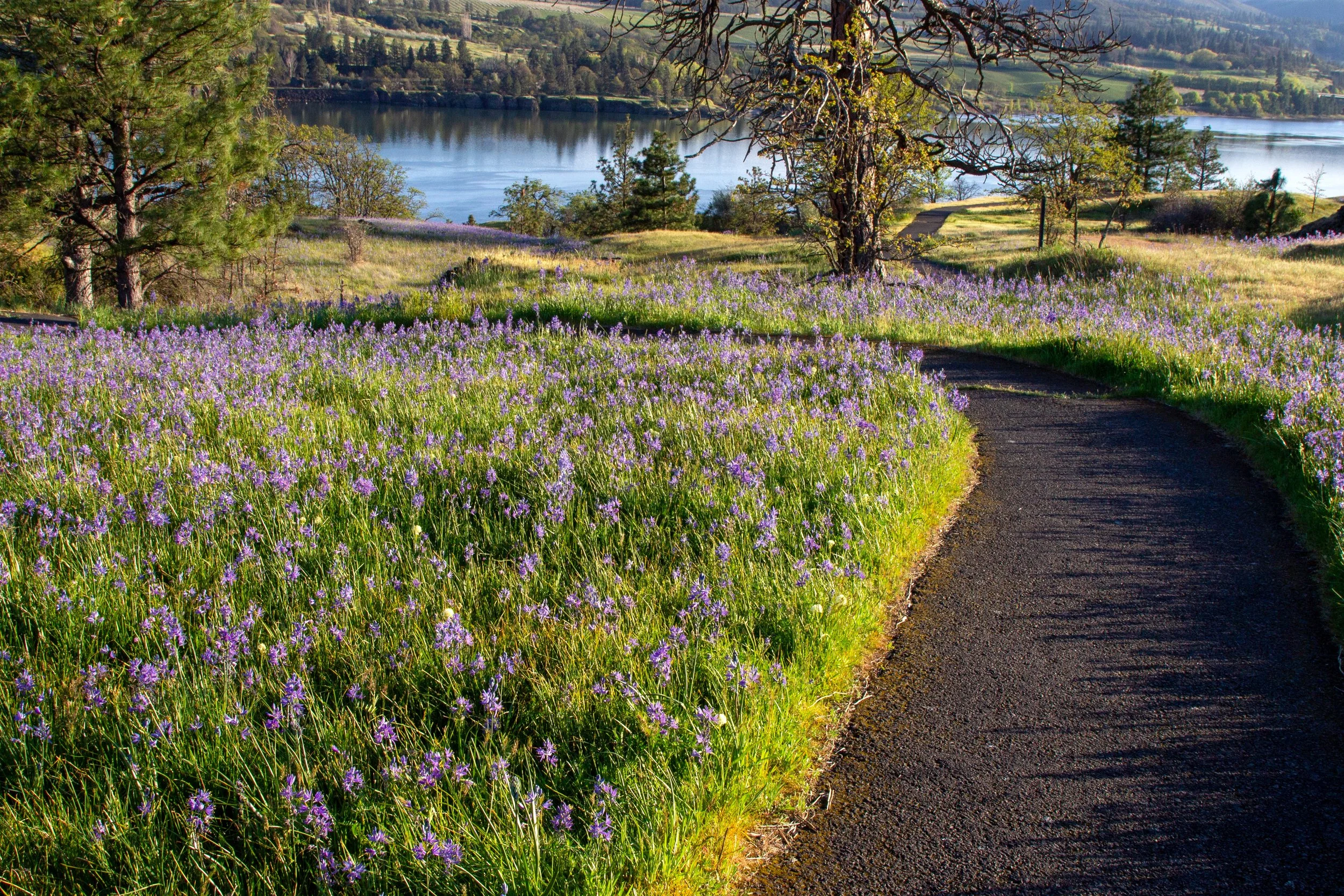 Camas lines hiking trail