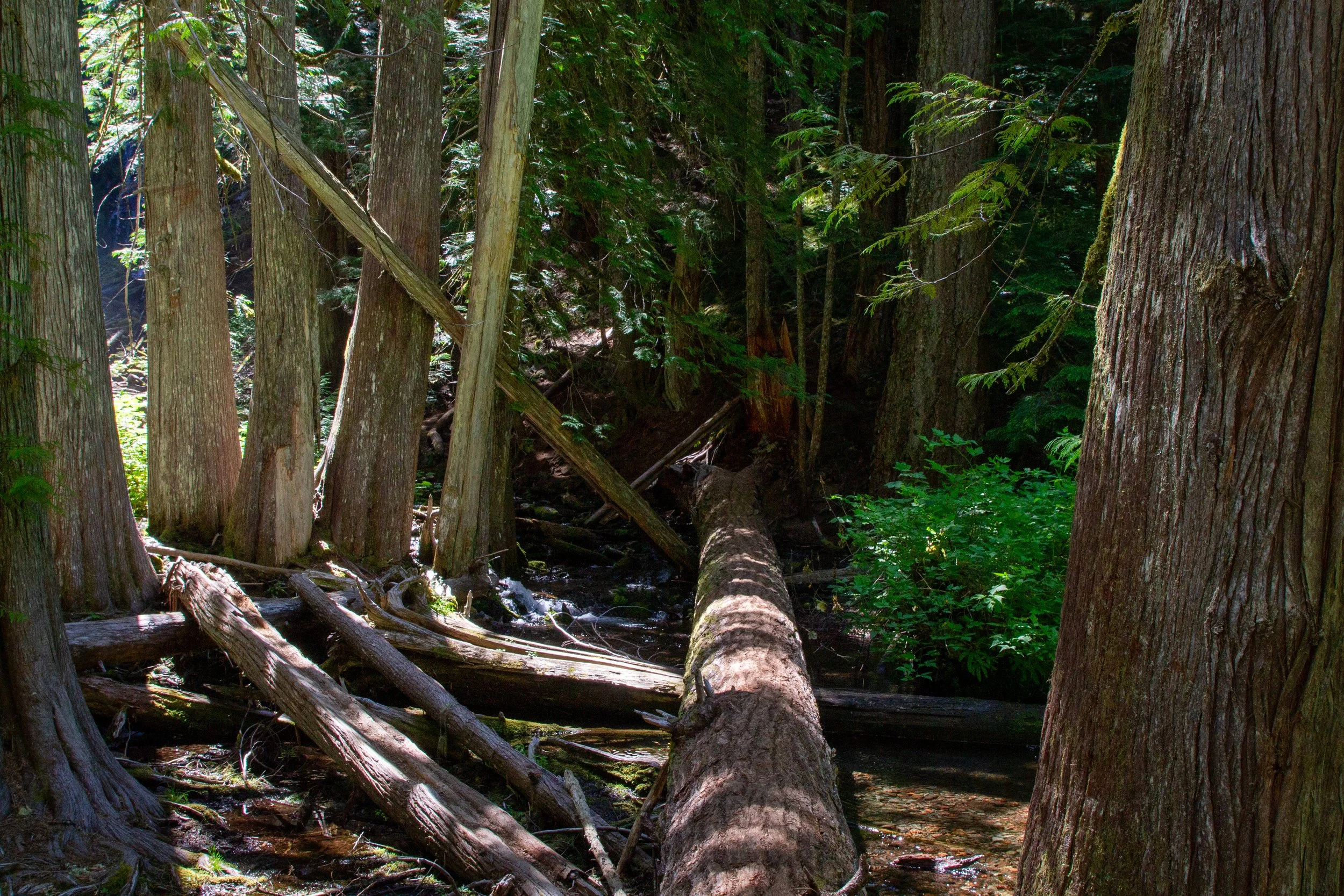 Large log across creek
