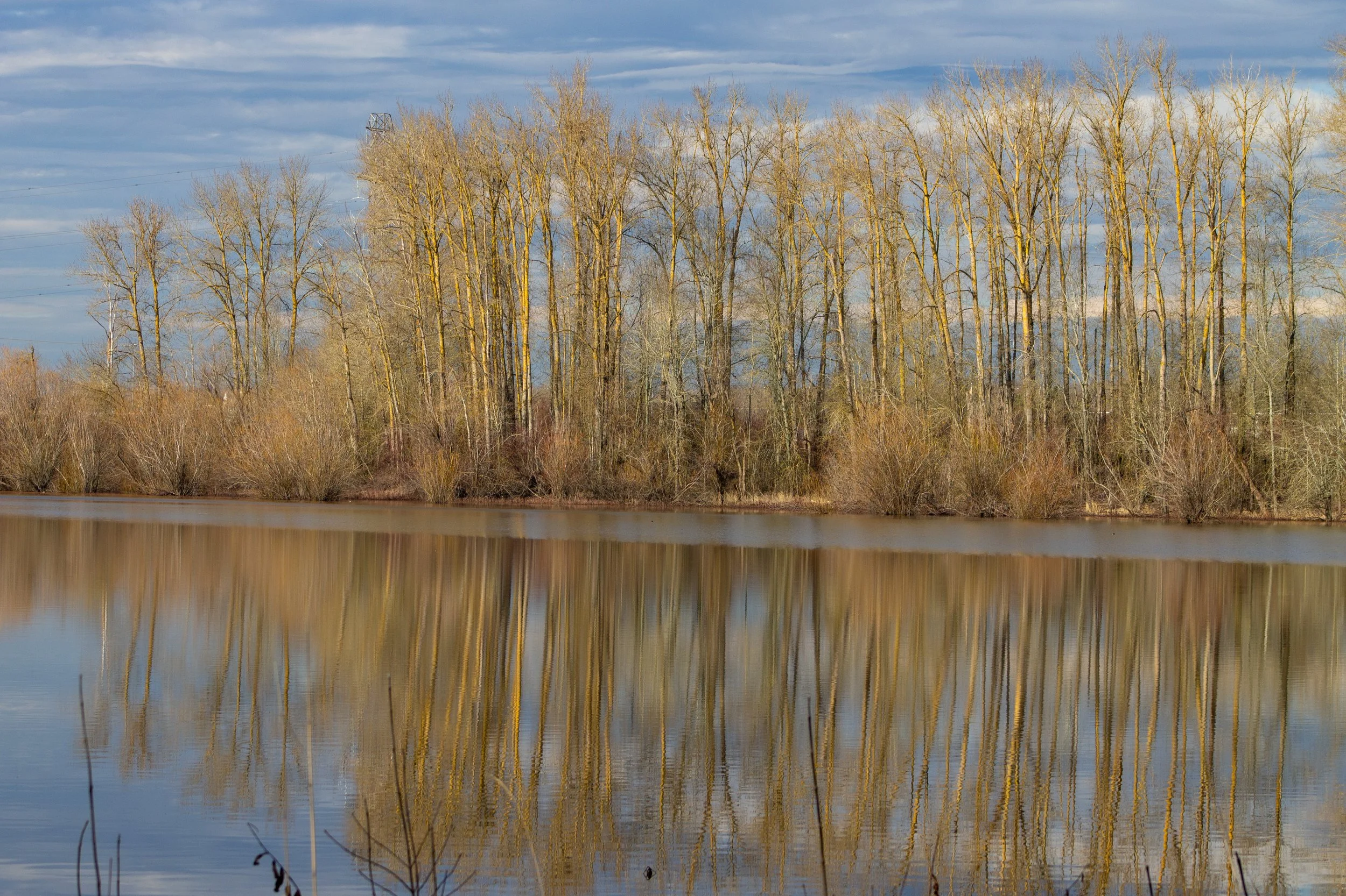 Trees reflect off Bybee Lake