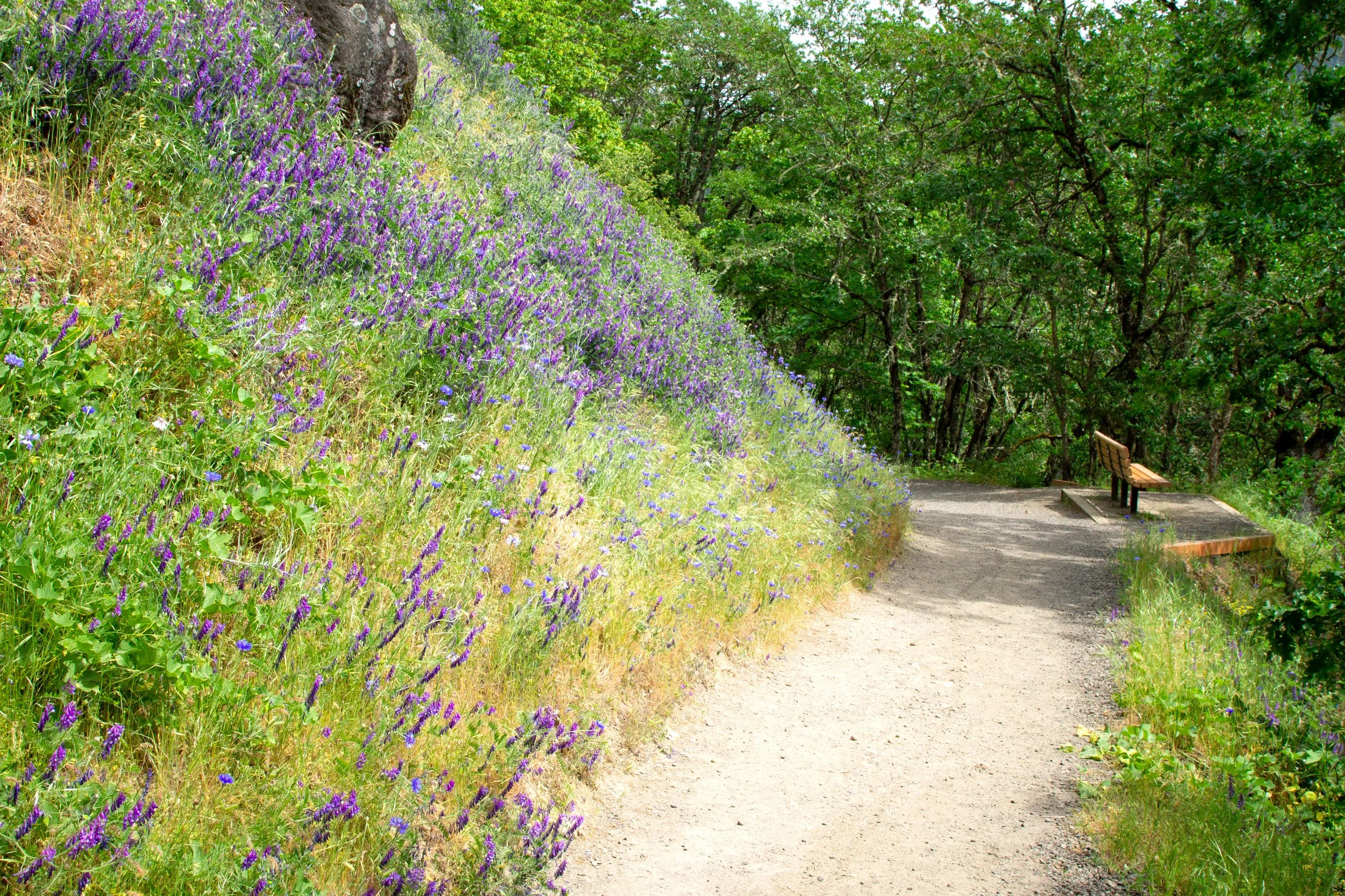 Indian Creek Trail in Hood River, OR