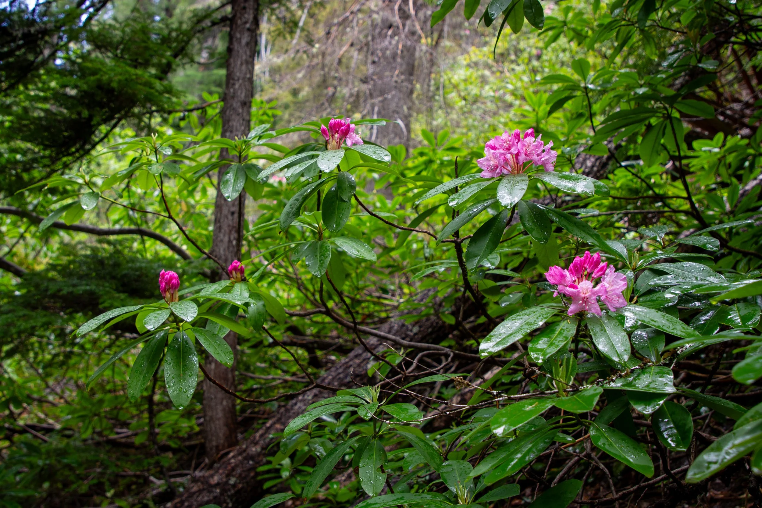 Wild rhododendrons bloom in the woods