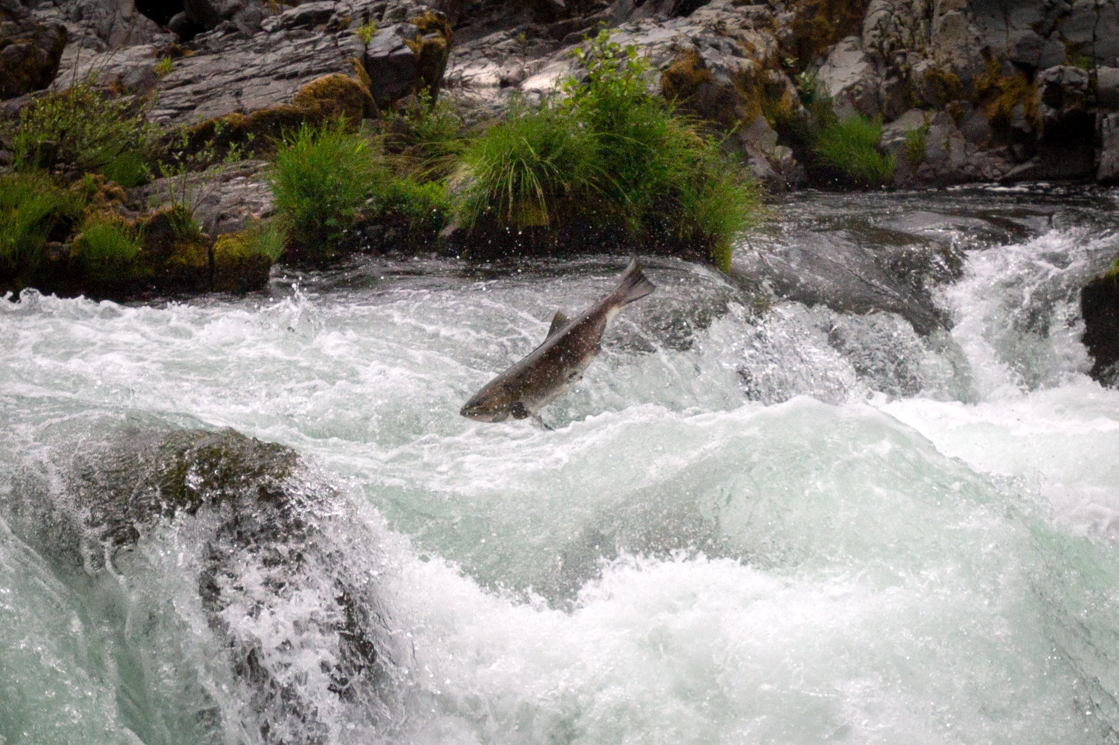 Fish jumping in rapids