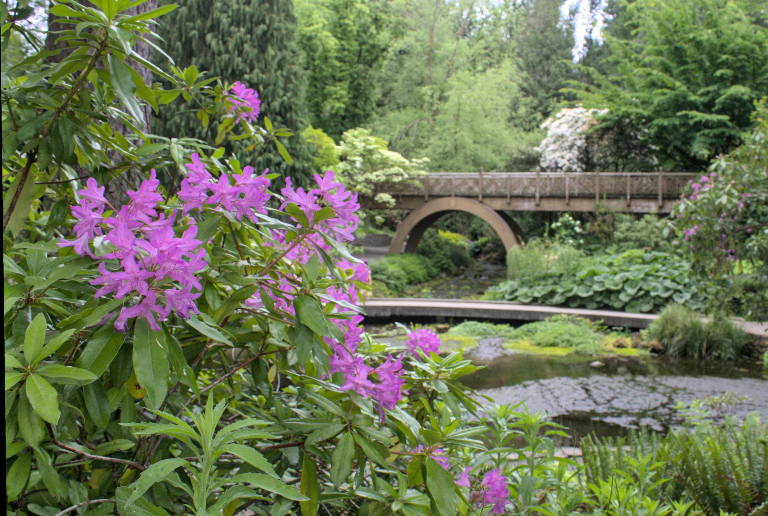Beautiful garden with flowers and arched bridge