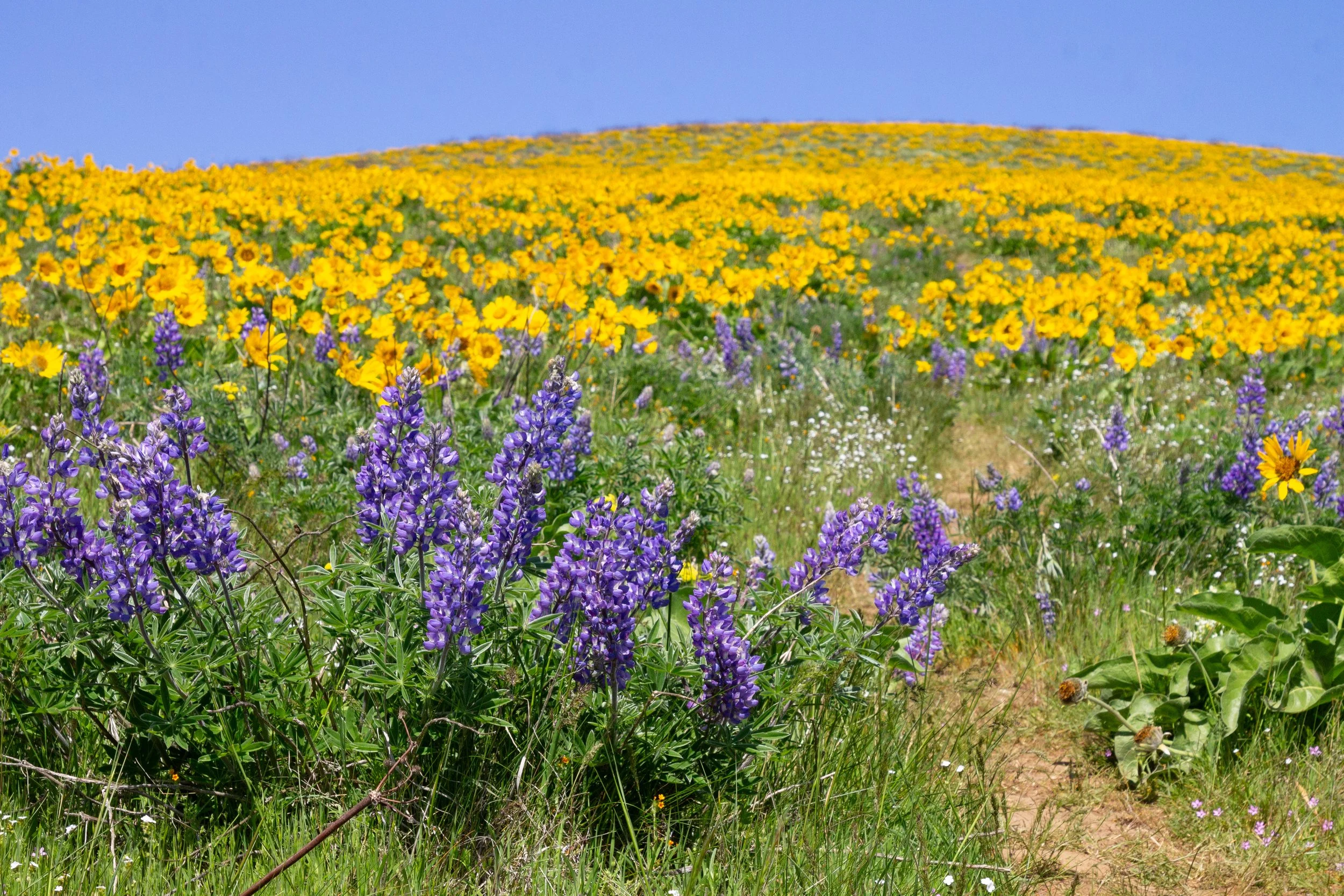 Lupines and balsamroot along faint hiking trail
