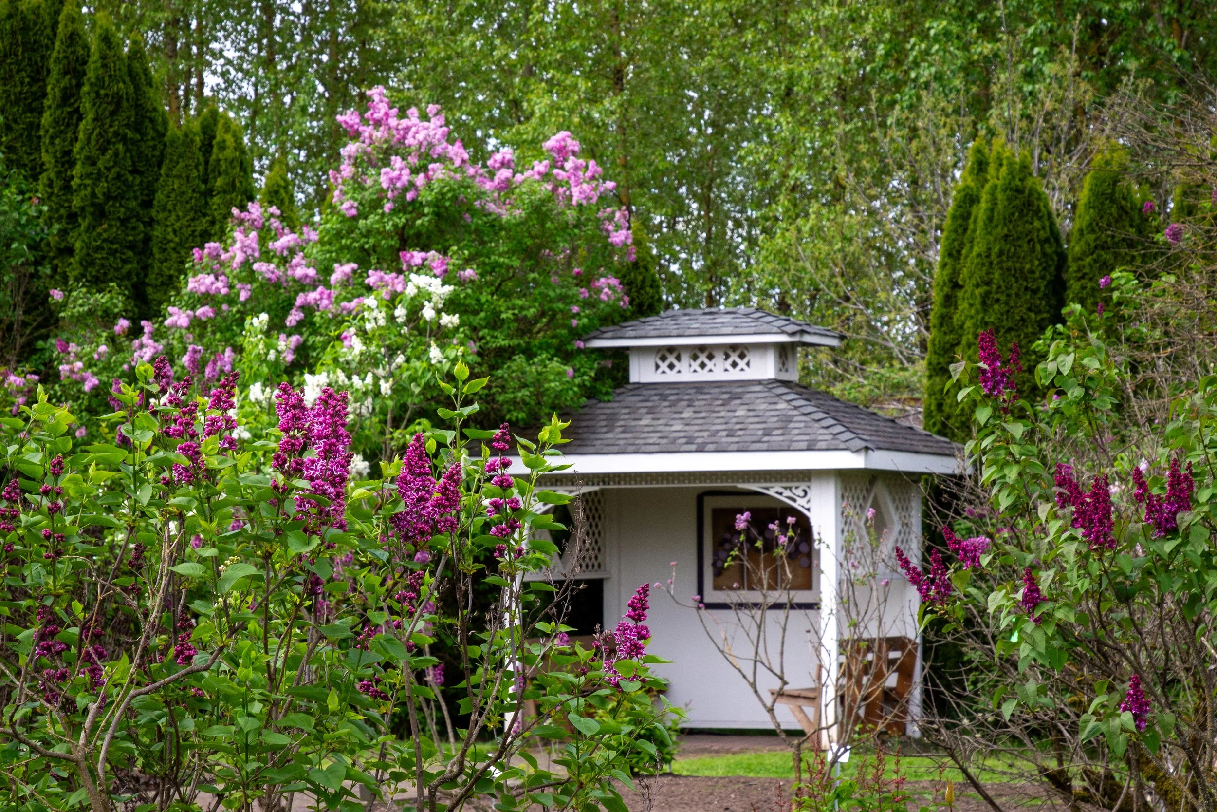Lilacs blooming around gazebo