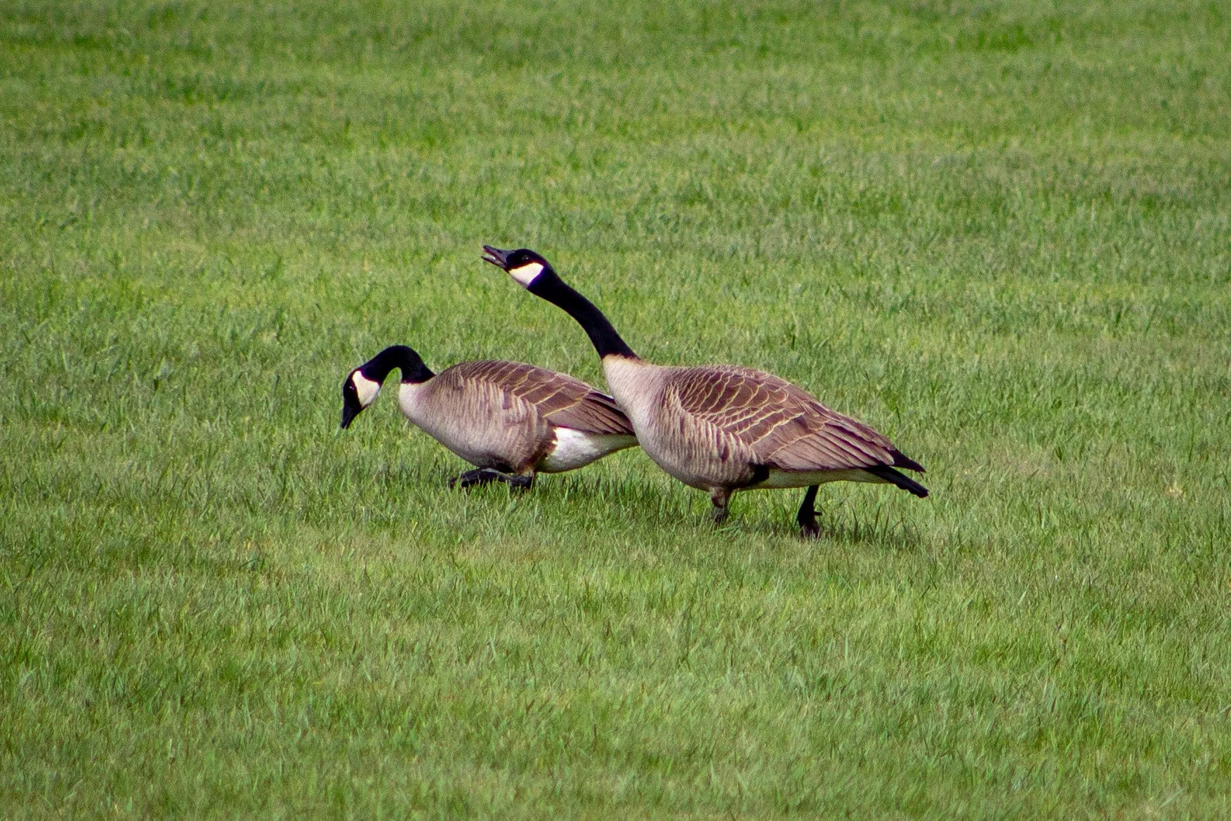 Two Canada geese in grass