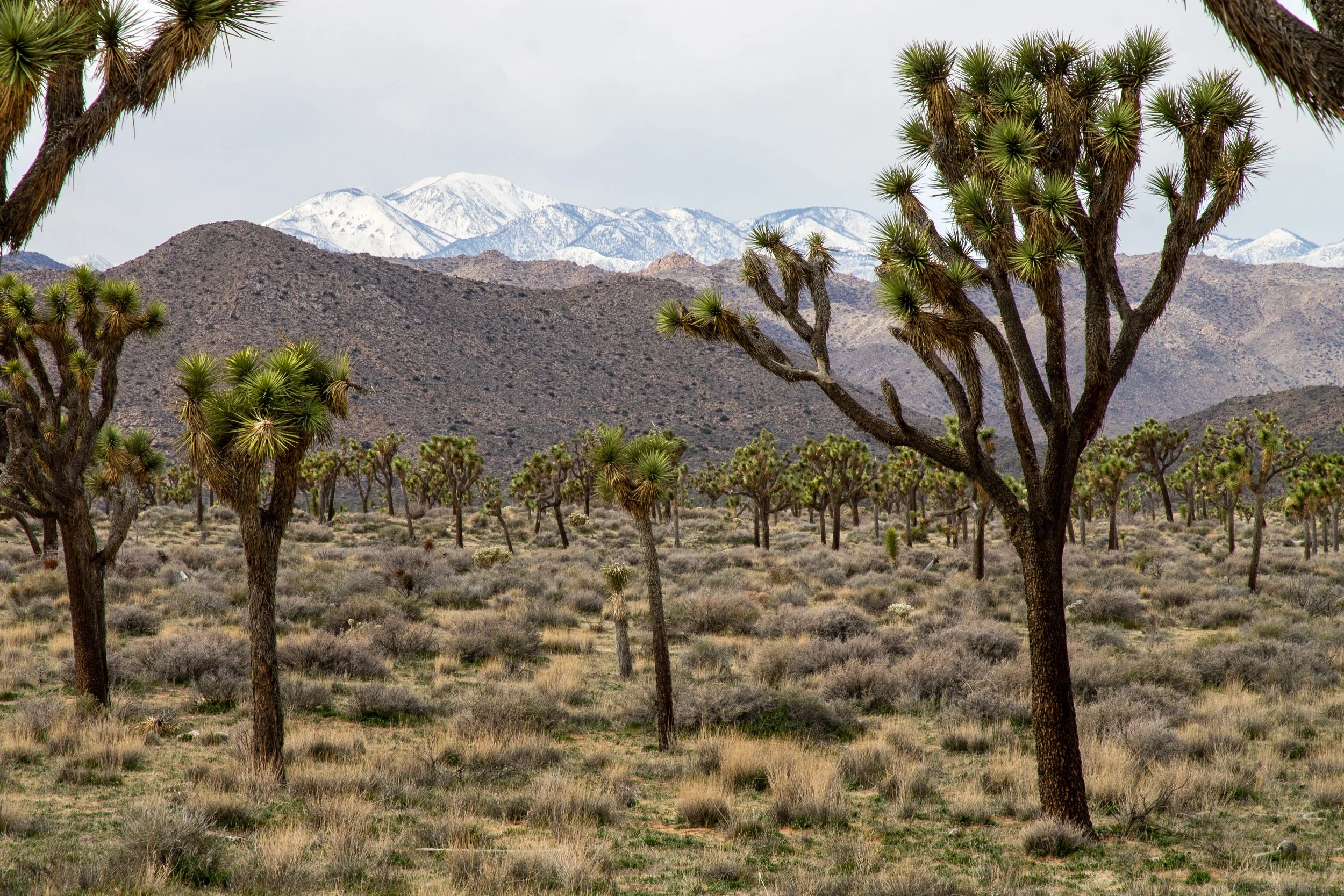 Joshua trees in front of snowy mountains