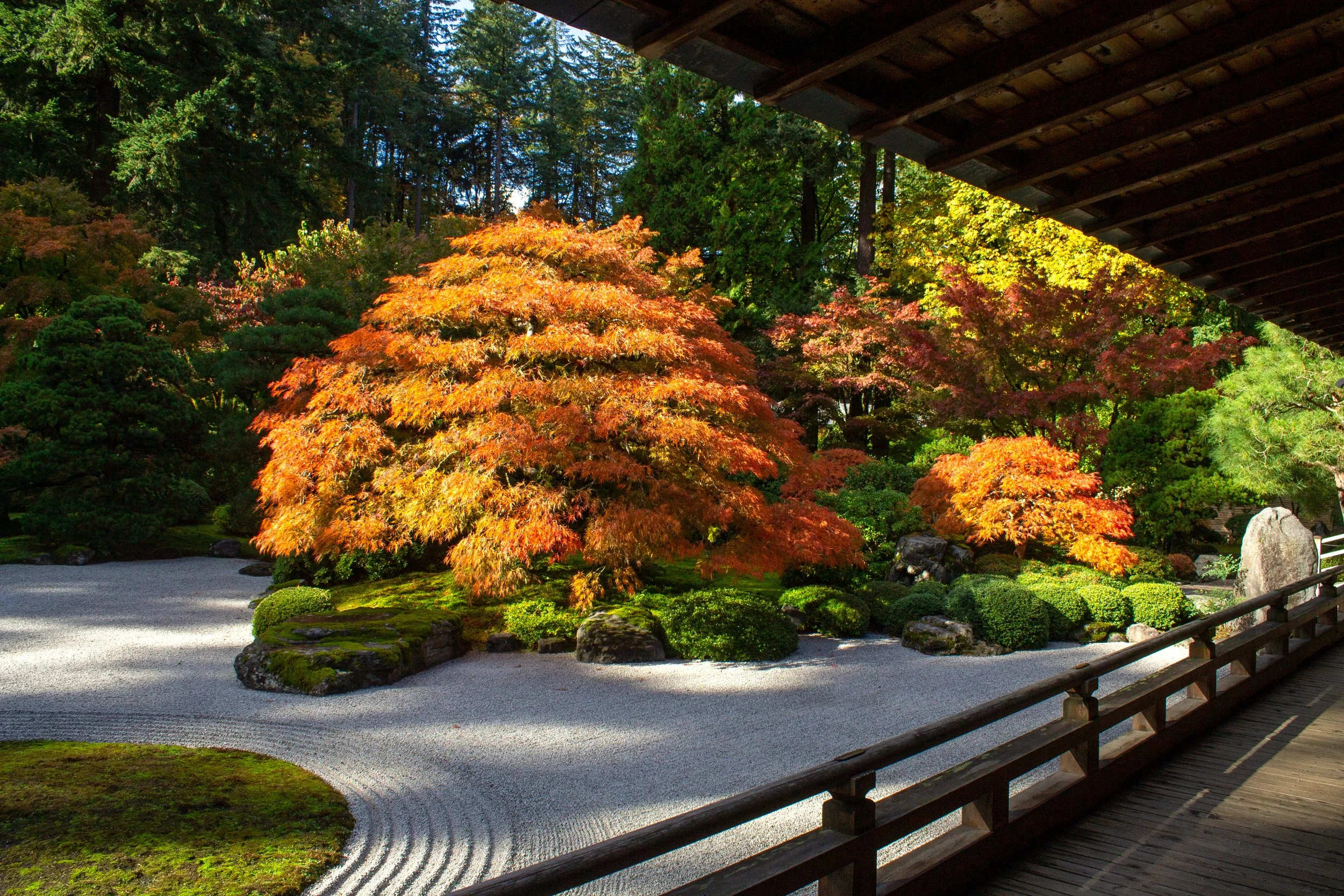 Japanese maples with orange leaves in Portland Japanese Garden