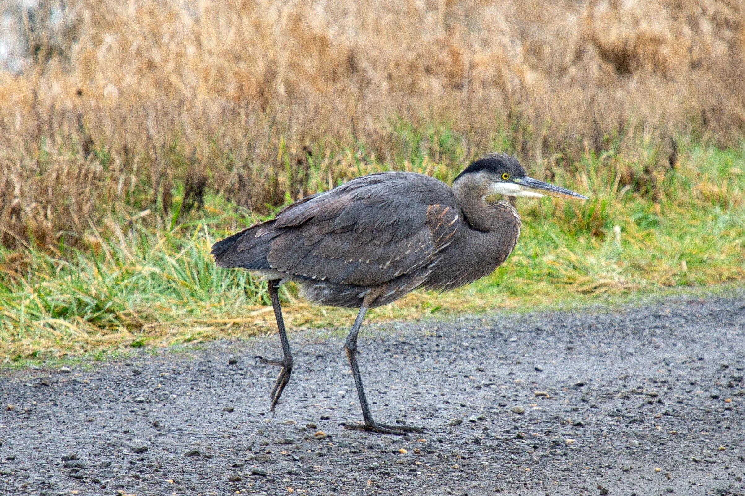 Heron crossing gravel road