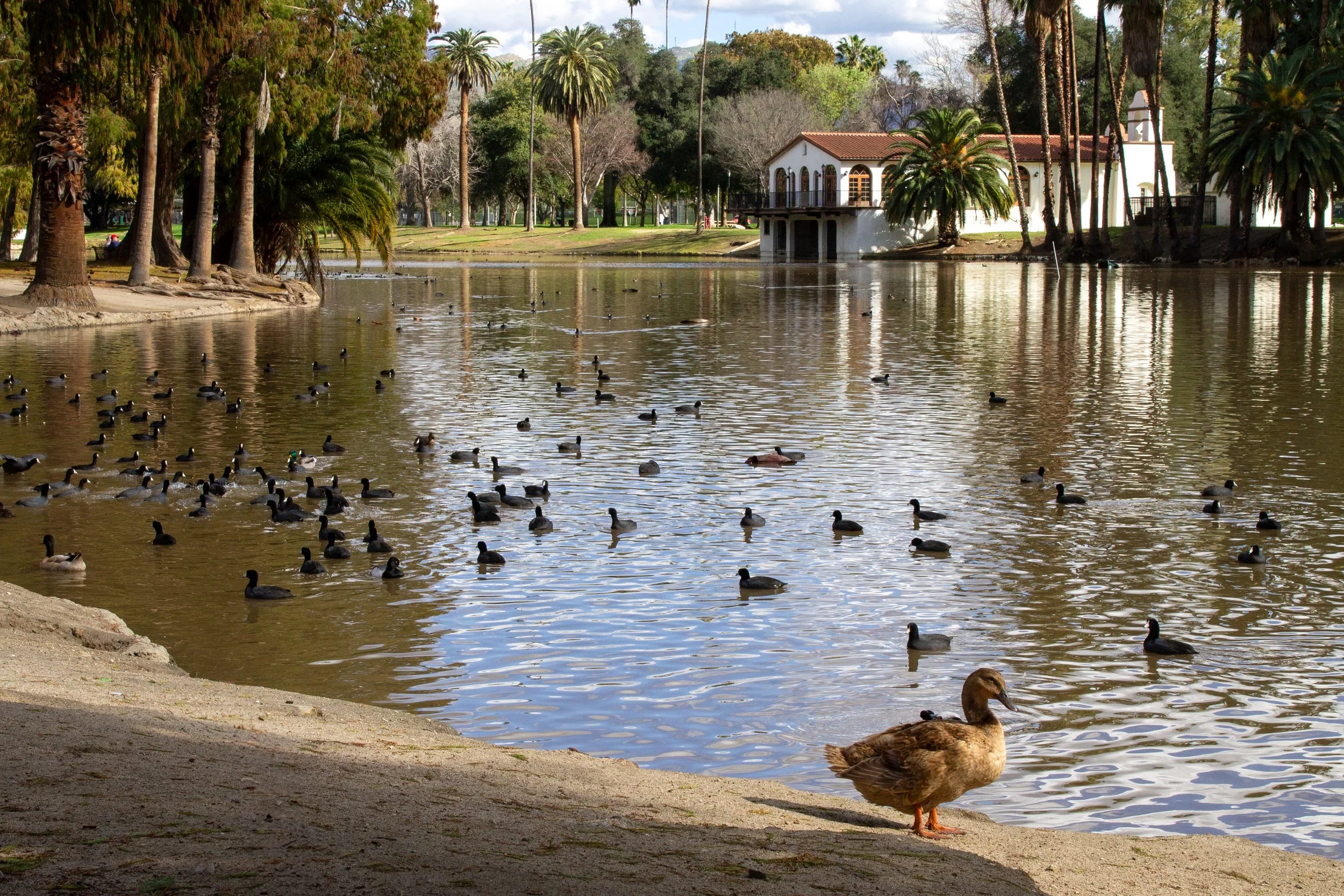 Ducks and coots swim in pond