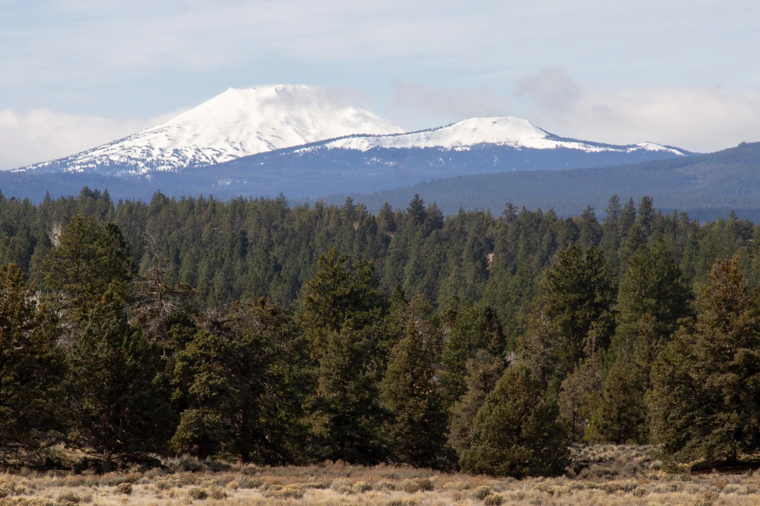 Mount Bachelor and Tumalo Mountain behind pine forest