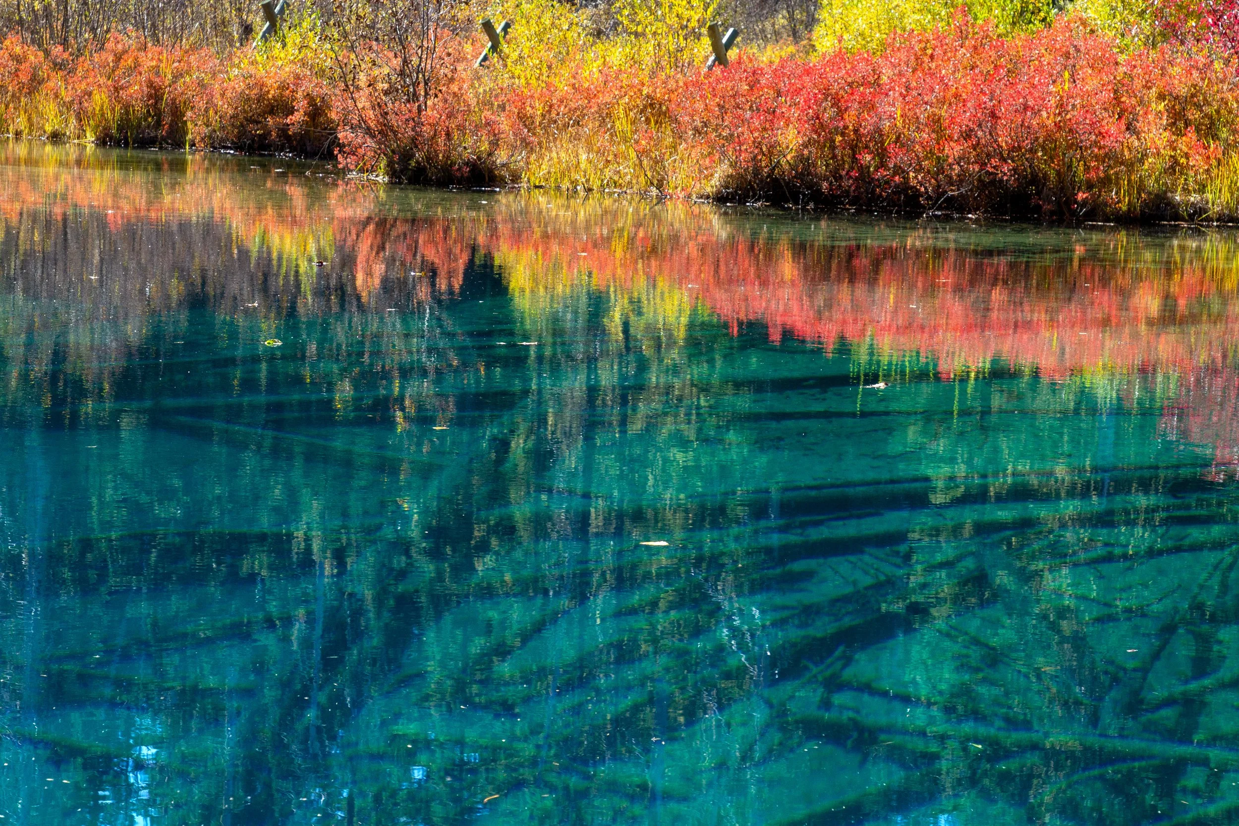 Tree trunks beneath Little Crater Lake