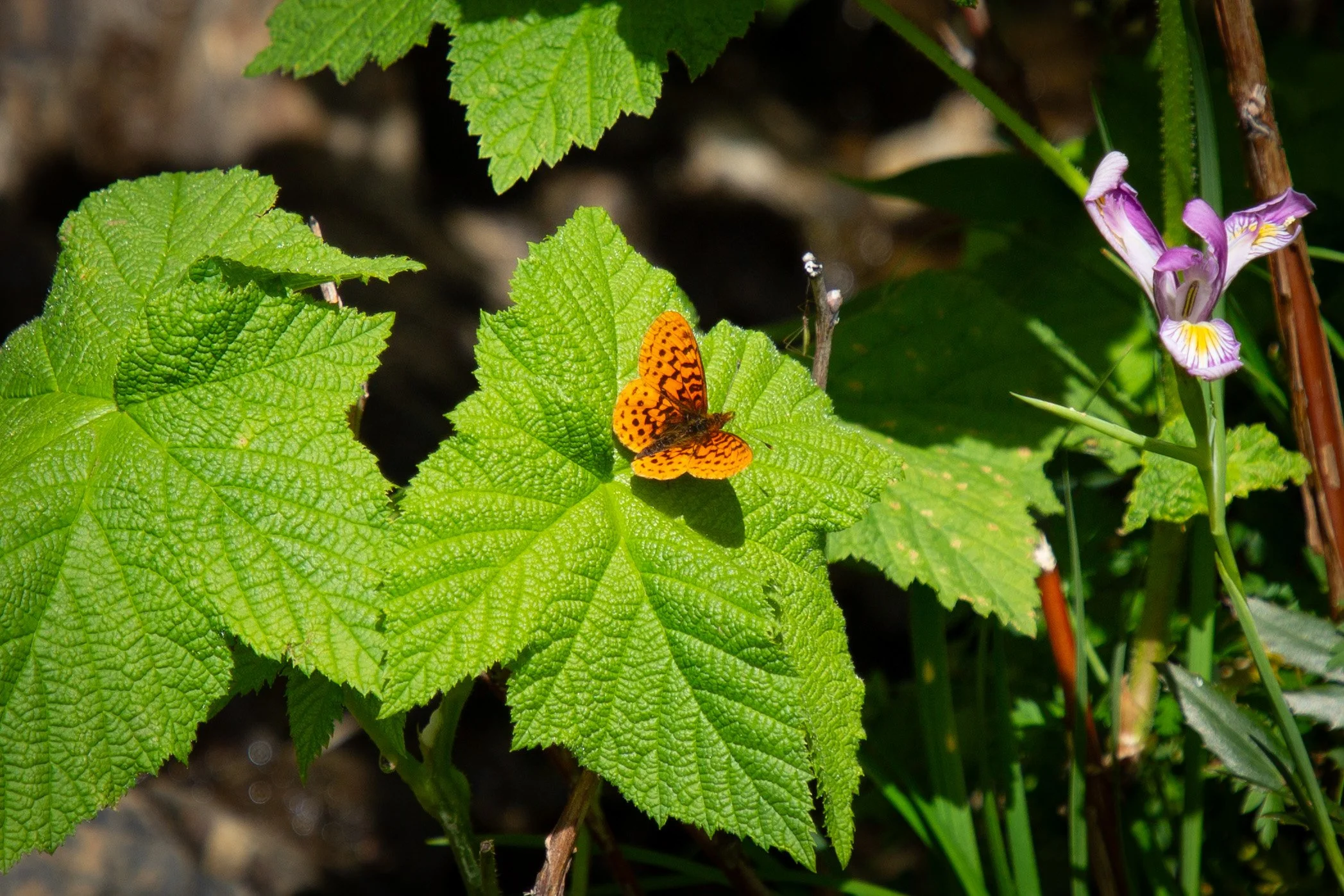 Butterfly on leaf next to iris