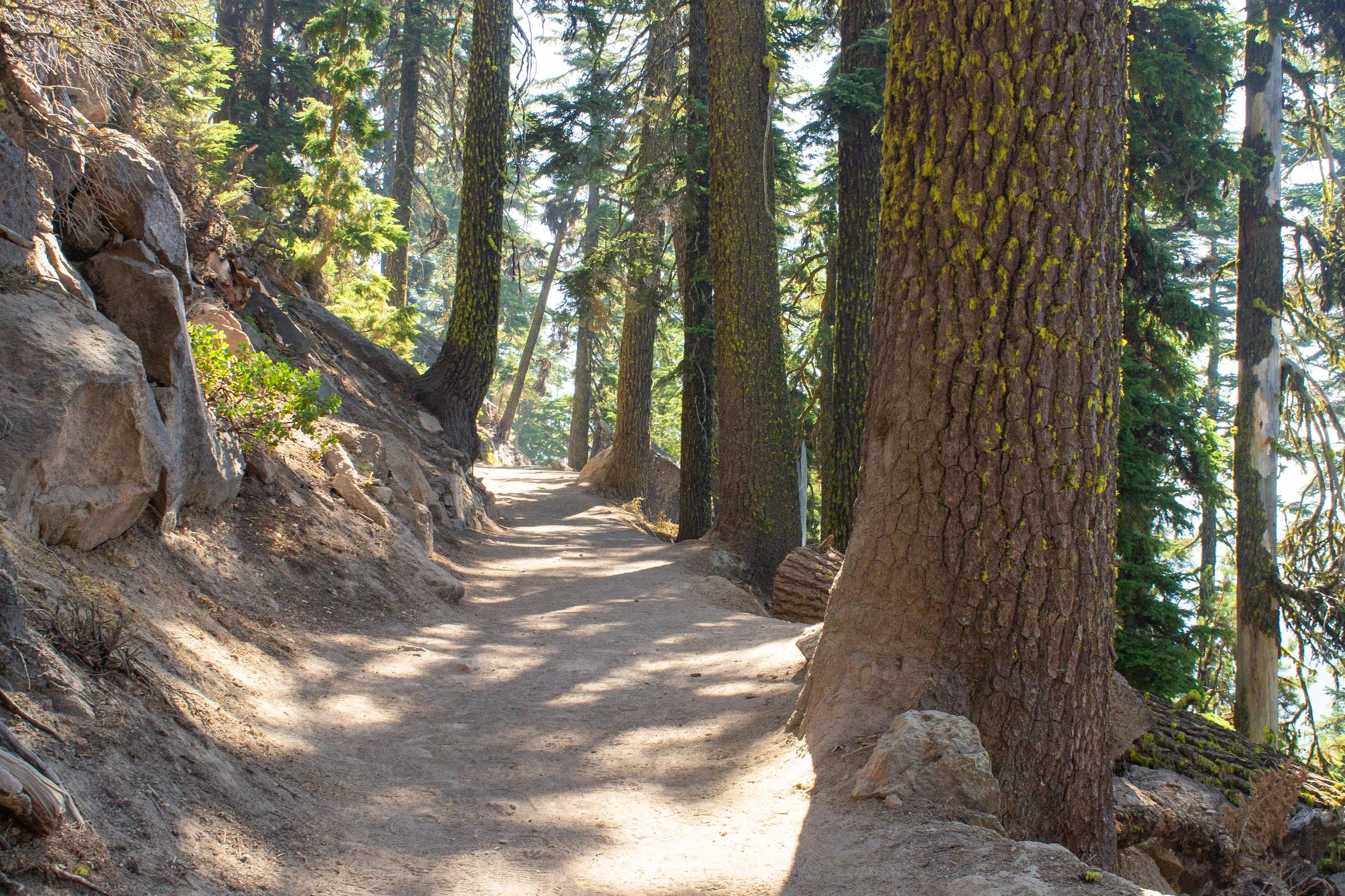 Large trees on Cleetwood Cove Trail