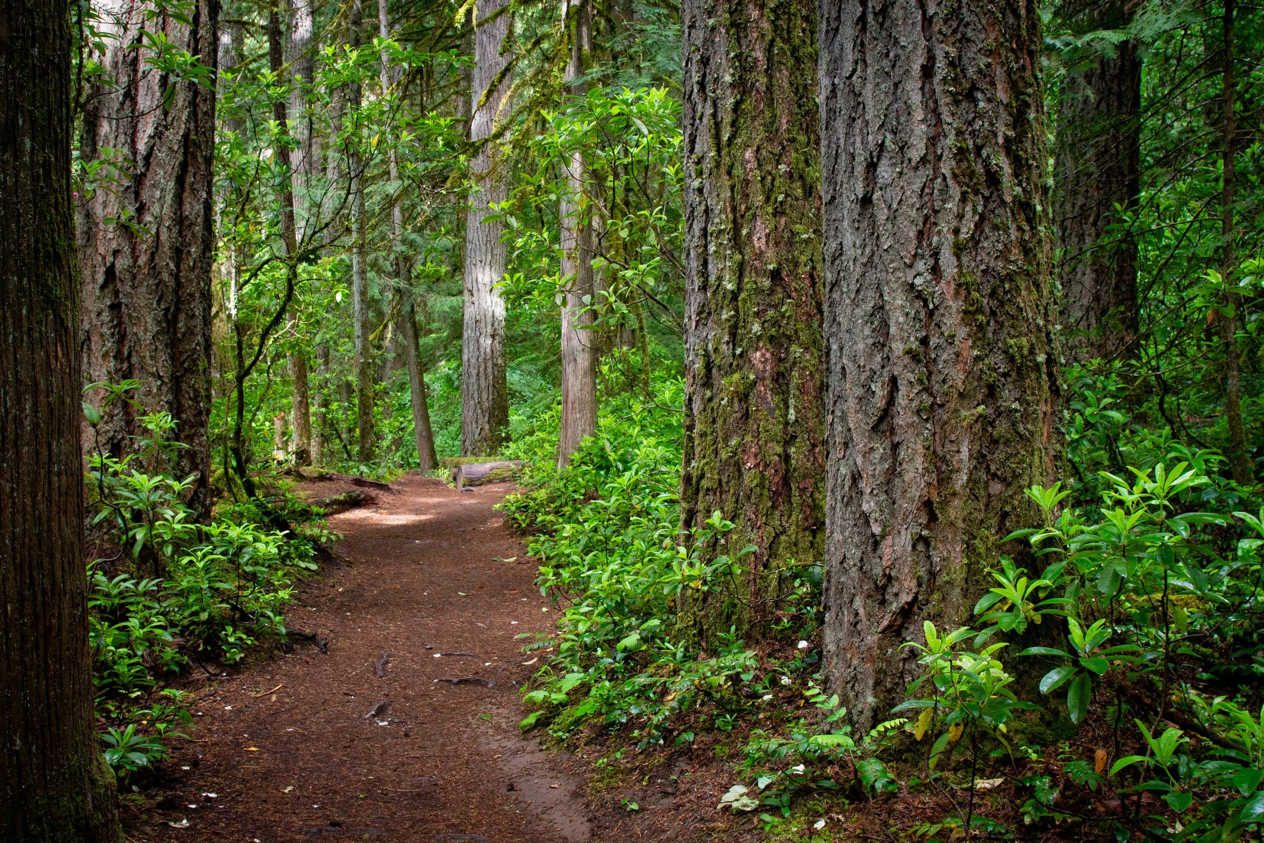 Well maintained trail through the forest