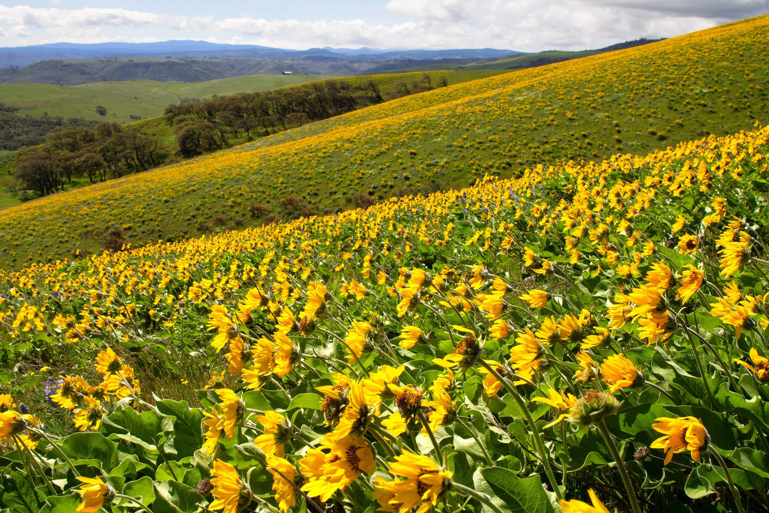 Yellow wildflowers cover Sevenmile Hill
