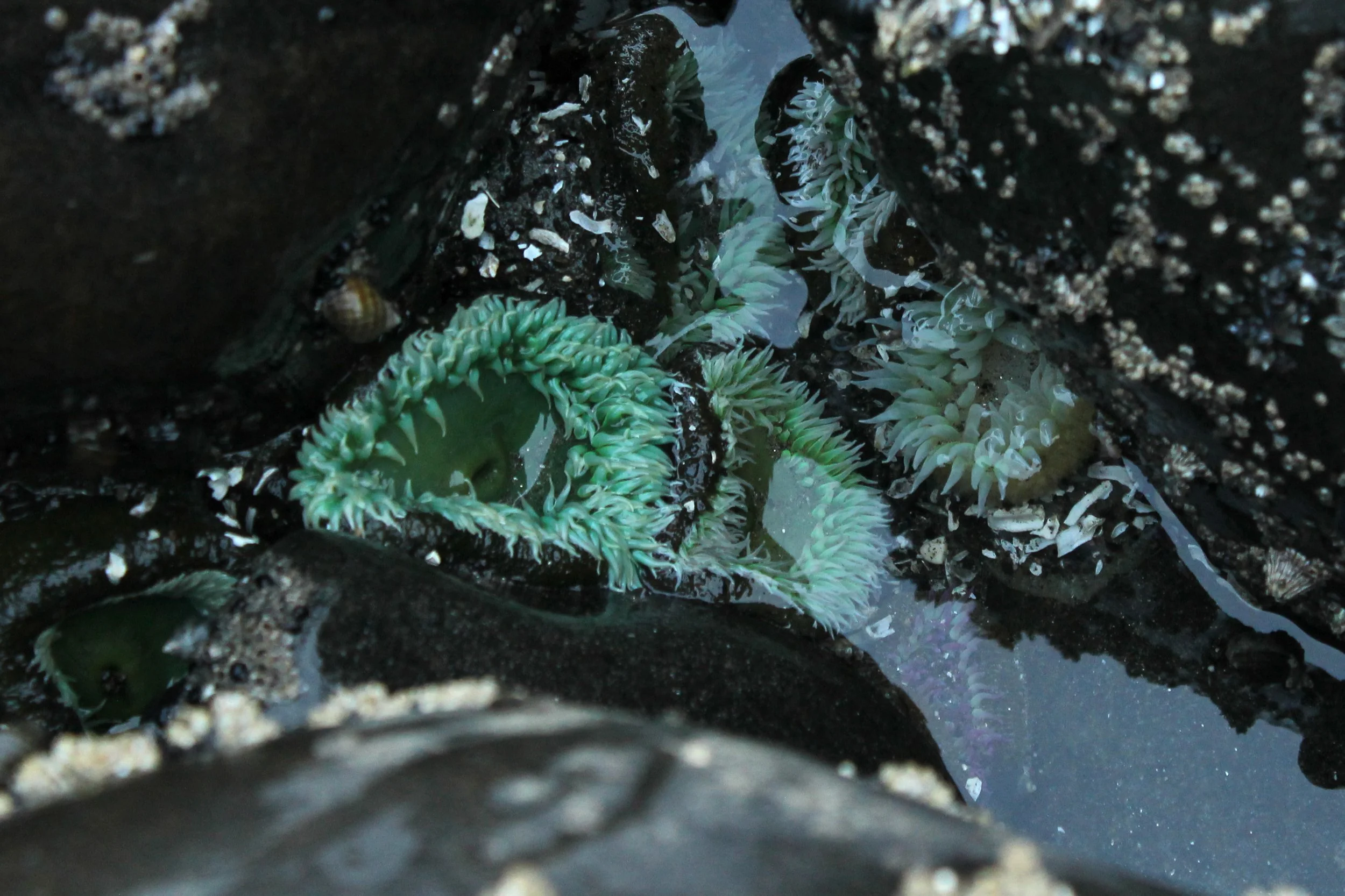 Giant green anemones