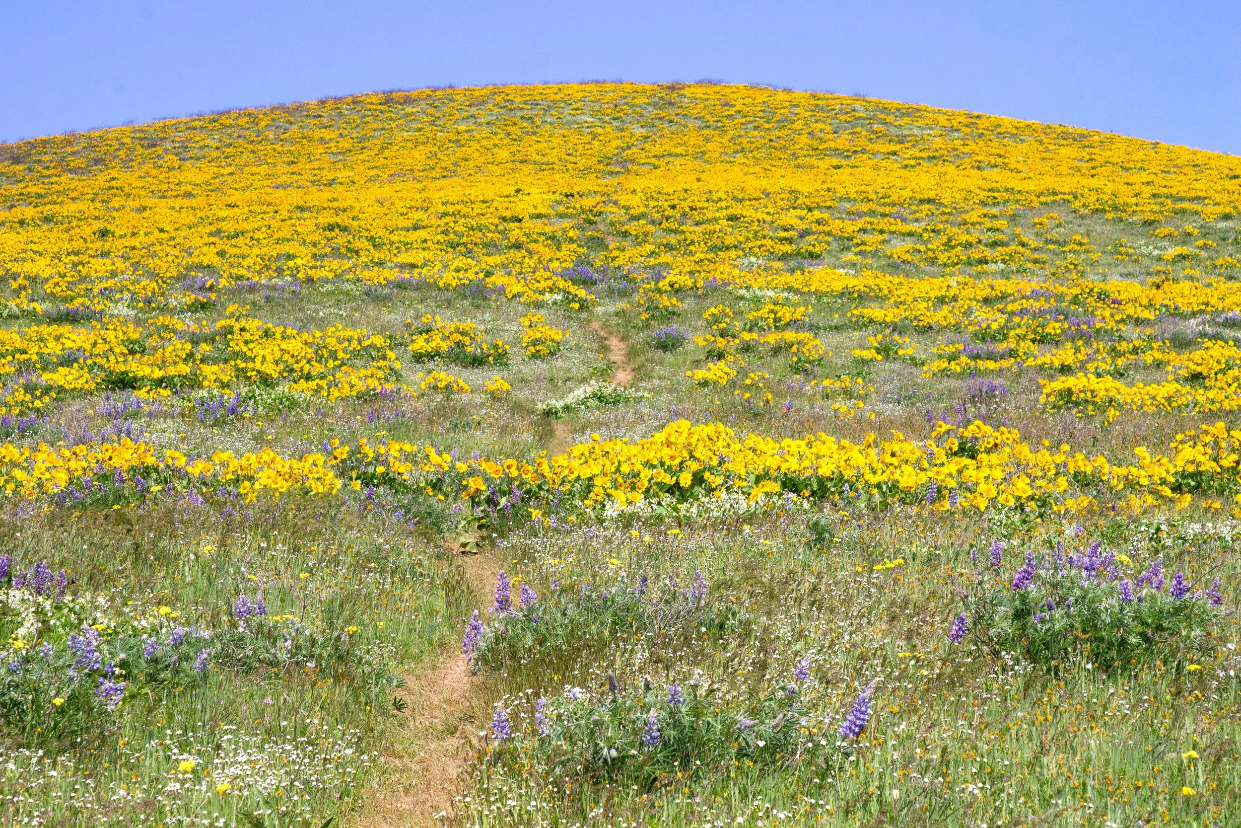 Wildflowers cover Sevenmile Hill