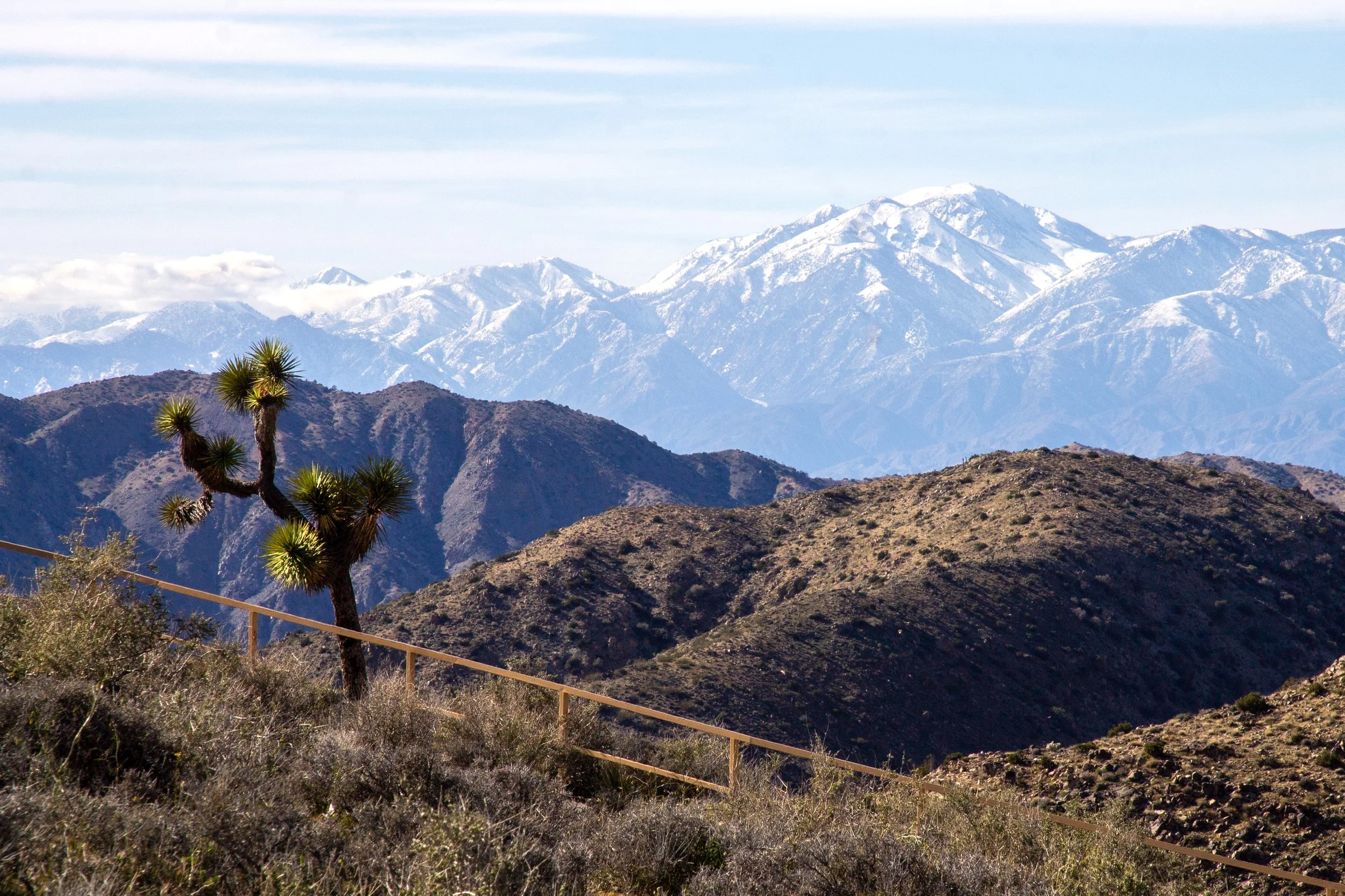 Joshua tree growing on hill in front of mountain range