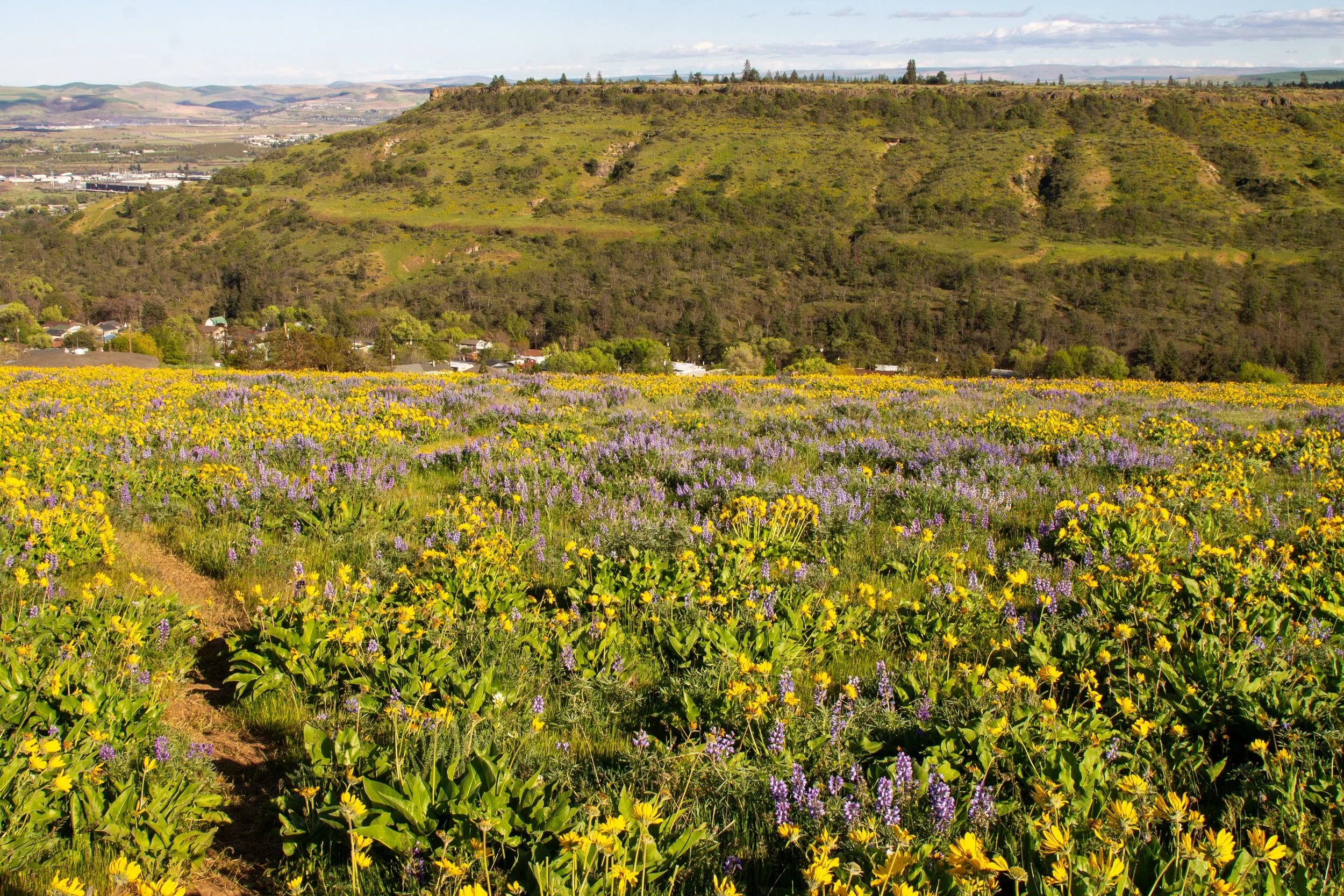 Trail through wildflowers at Four Sisters Natural Area