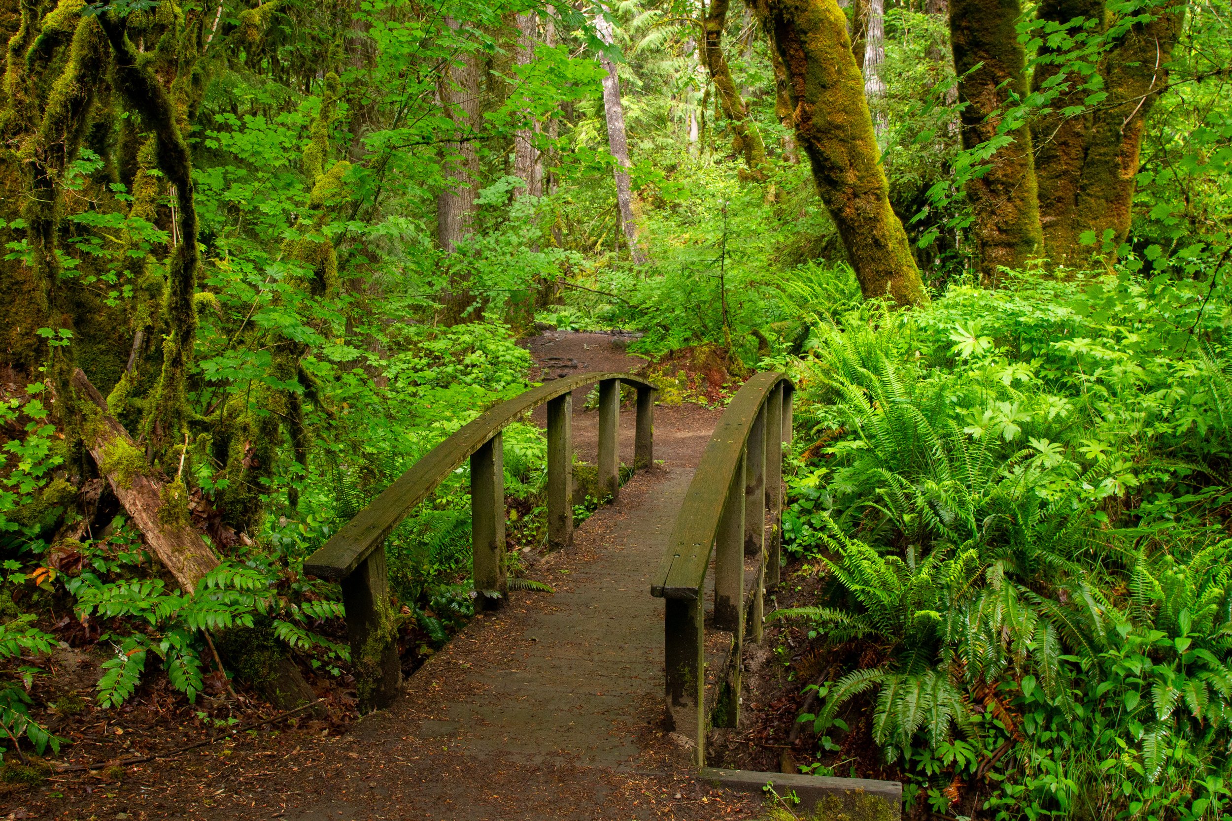 Small footbridge begins Toketee Falls Trail