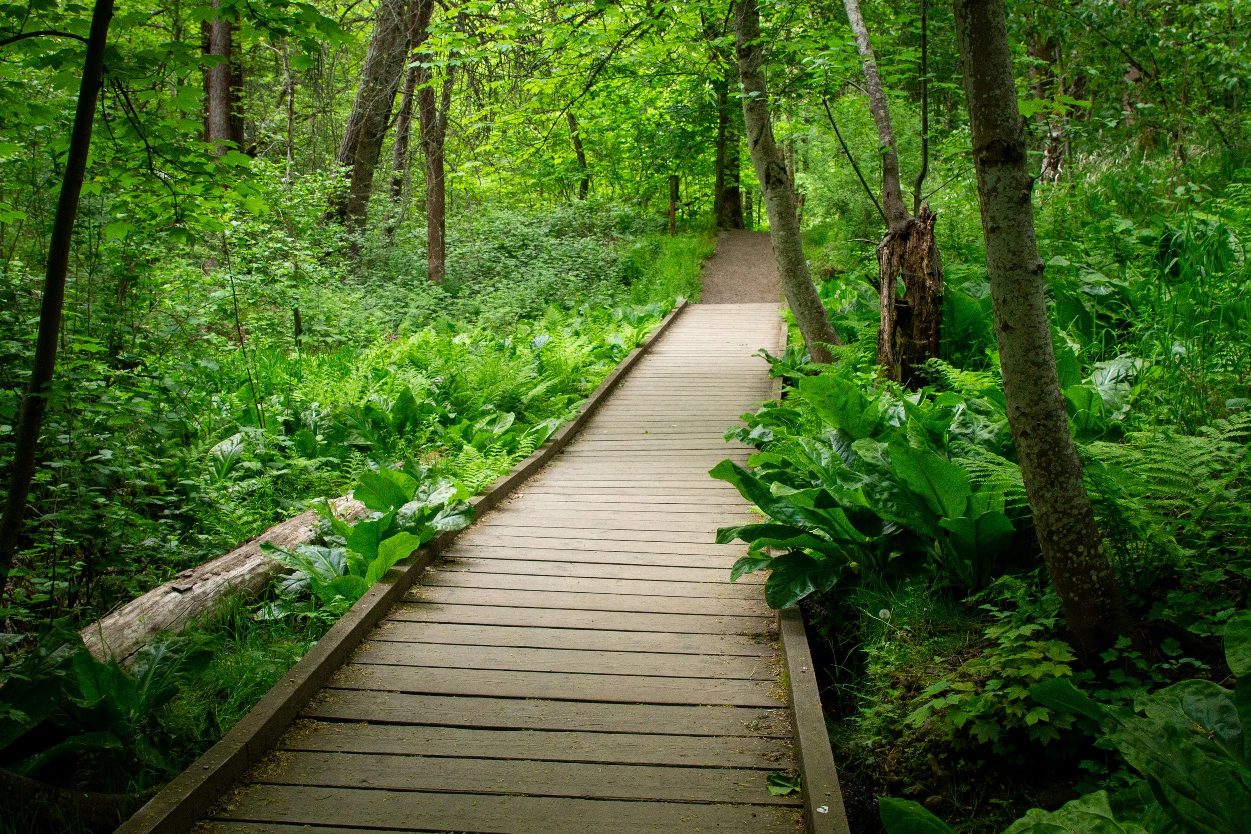 Skunk cabbage around boardwalk