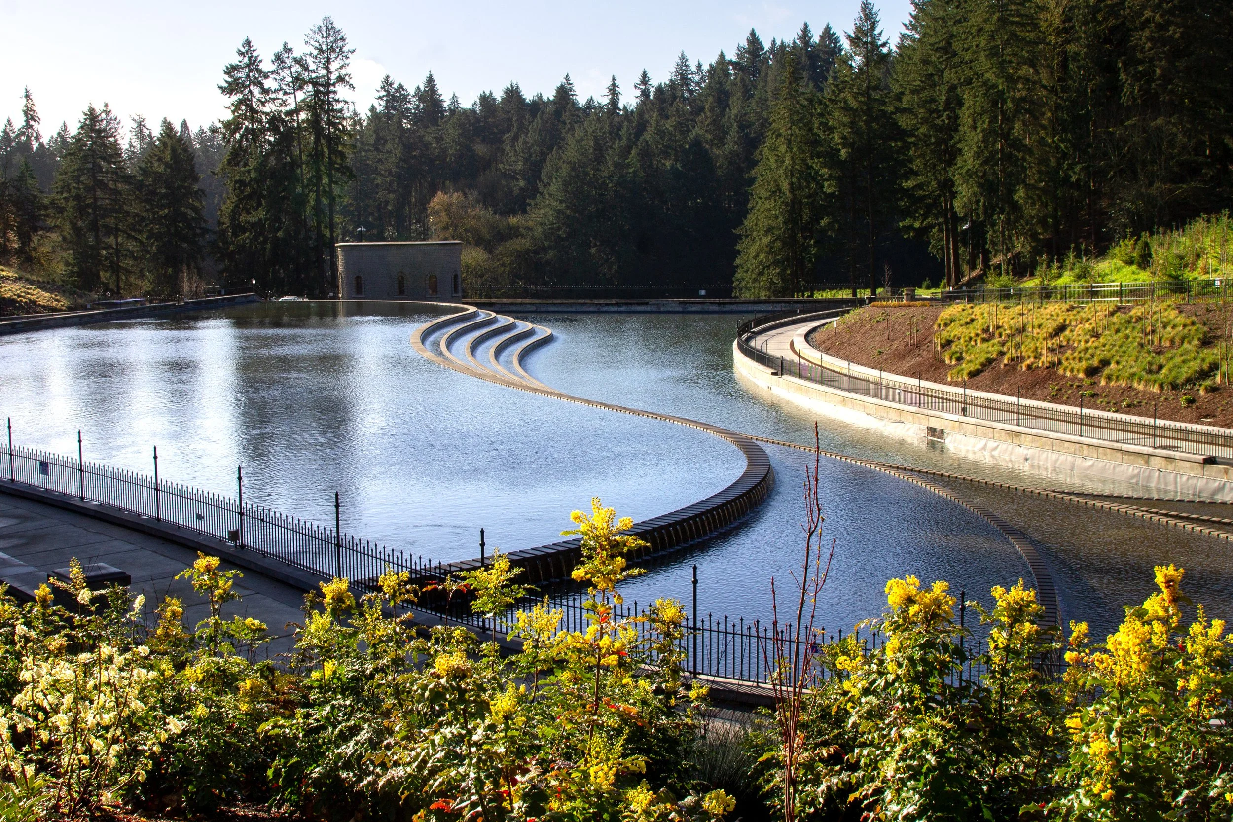 Oregon grape bushes in front of reservoir in Washington Park