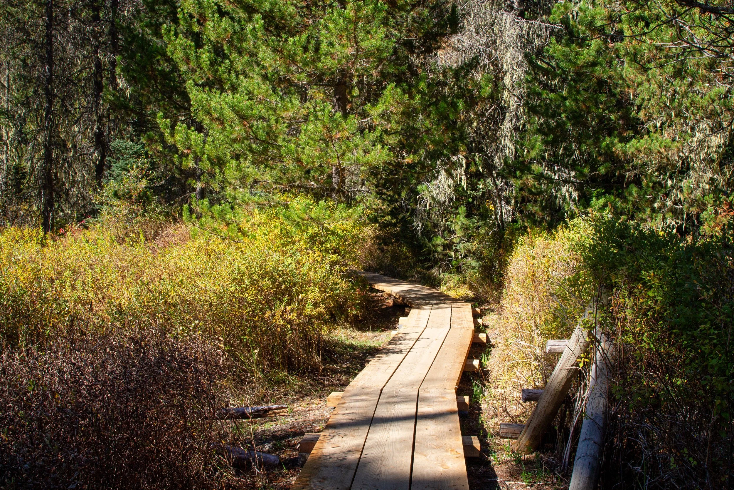 Boardwalk trail