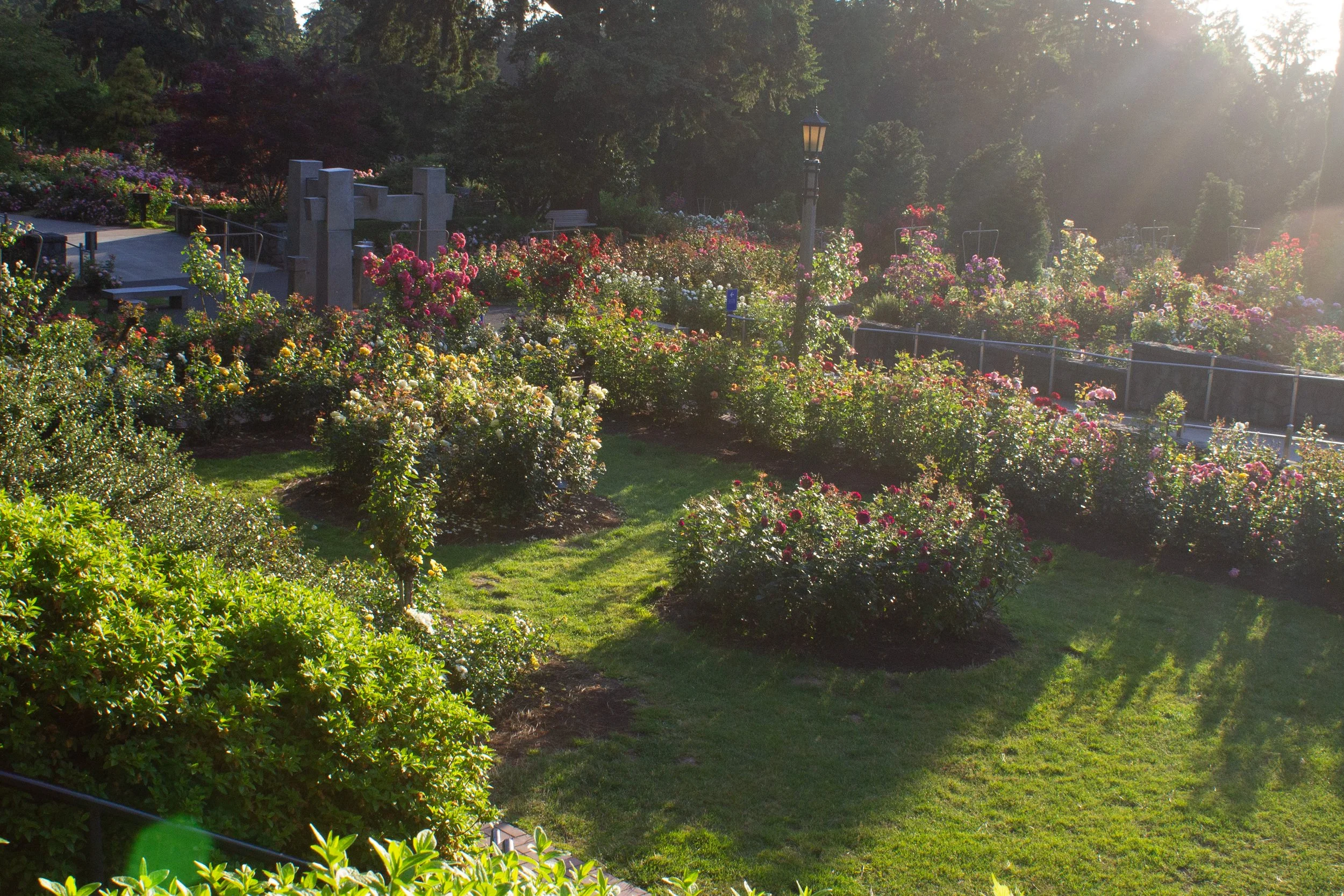Sunrise at the Portland Rose Garden