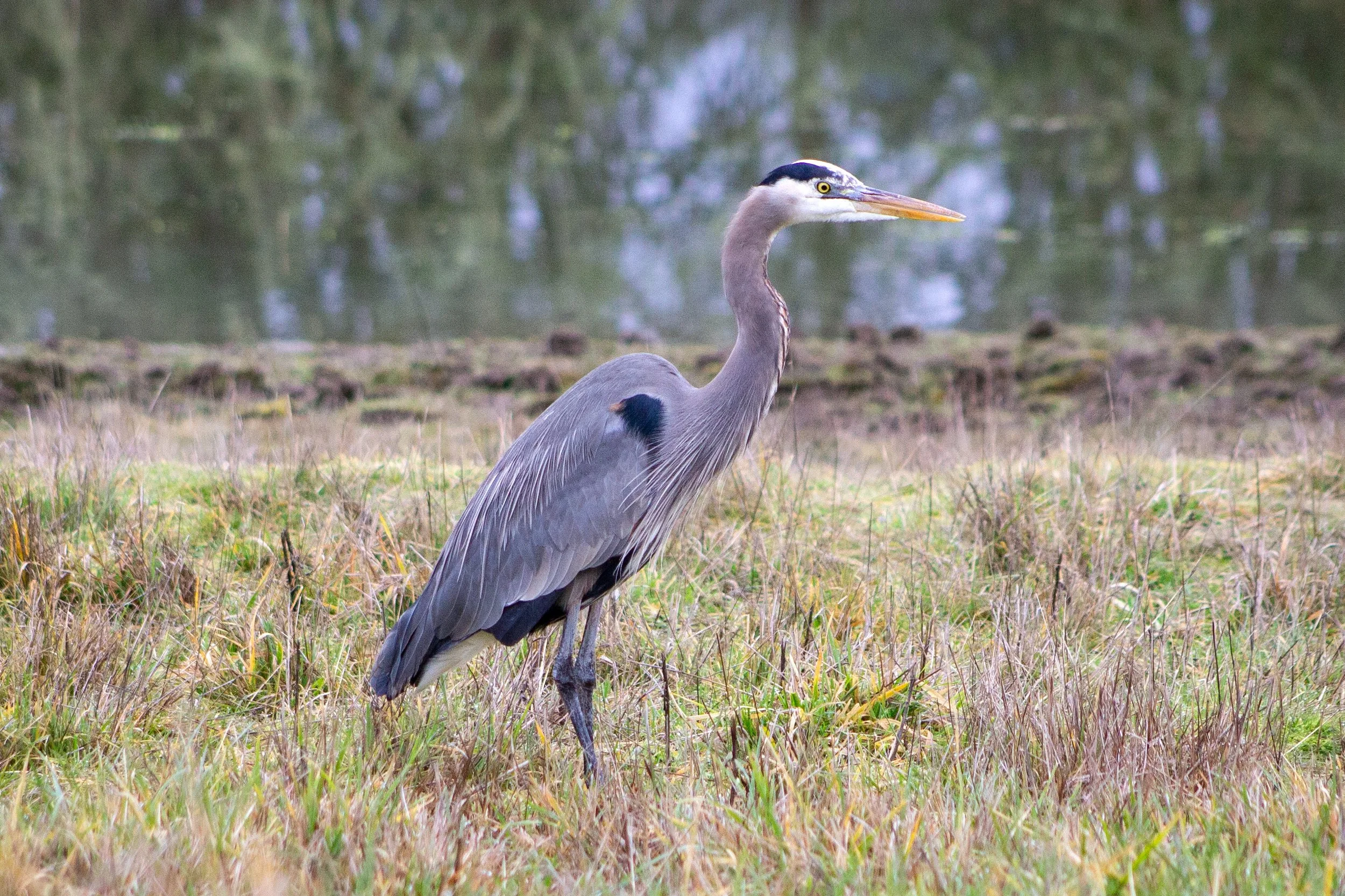 Heron in field in front of lake
