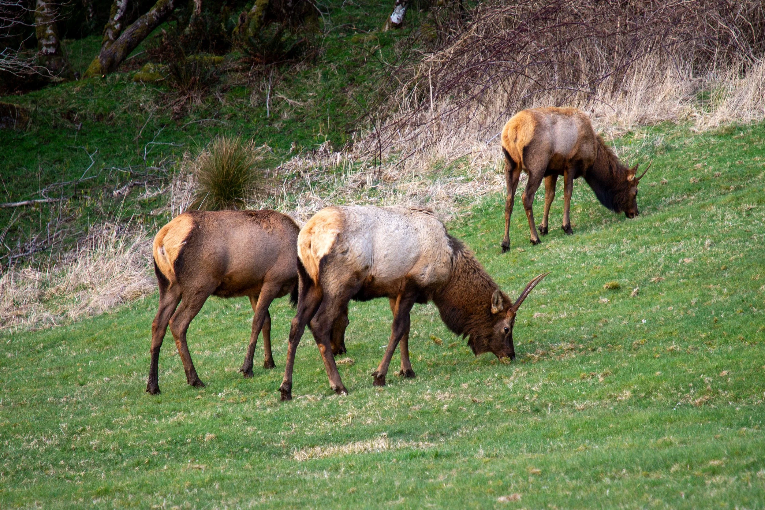 Elk grazing