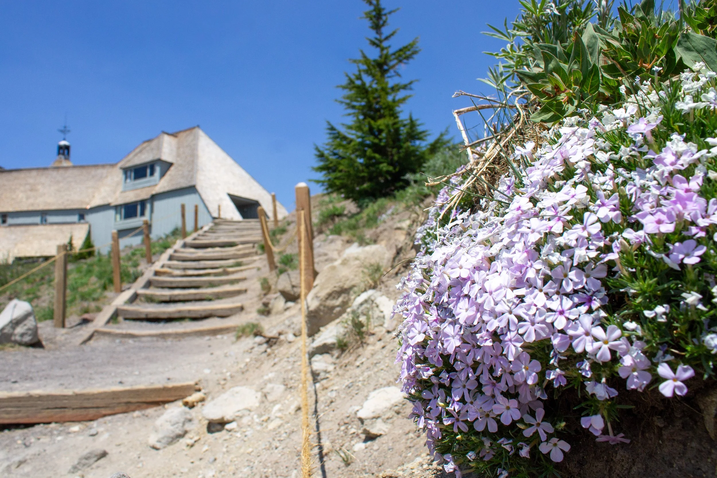 Spreading phlox next to stairs to Timberline Lodge