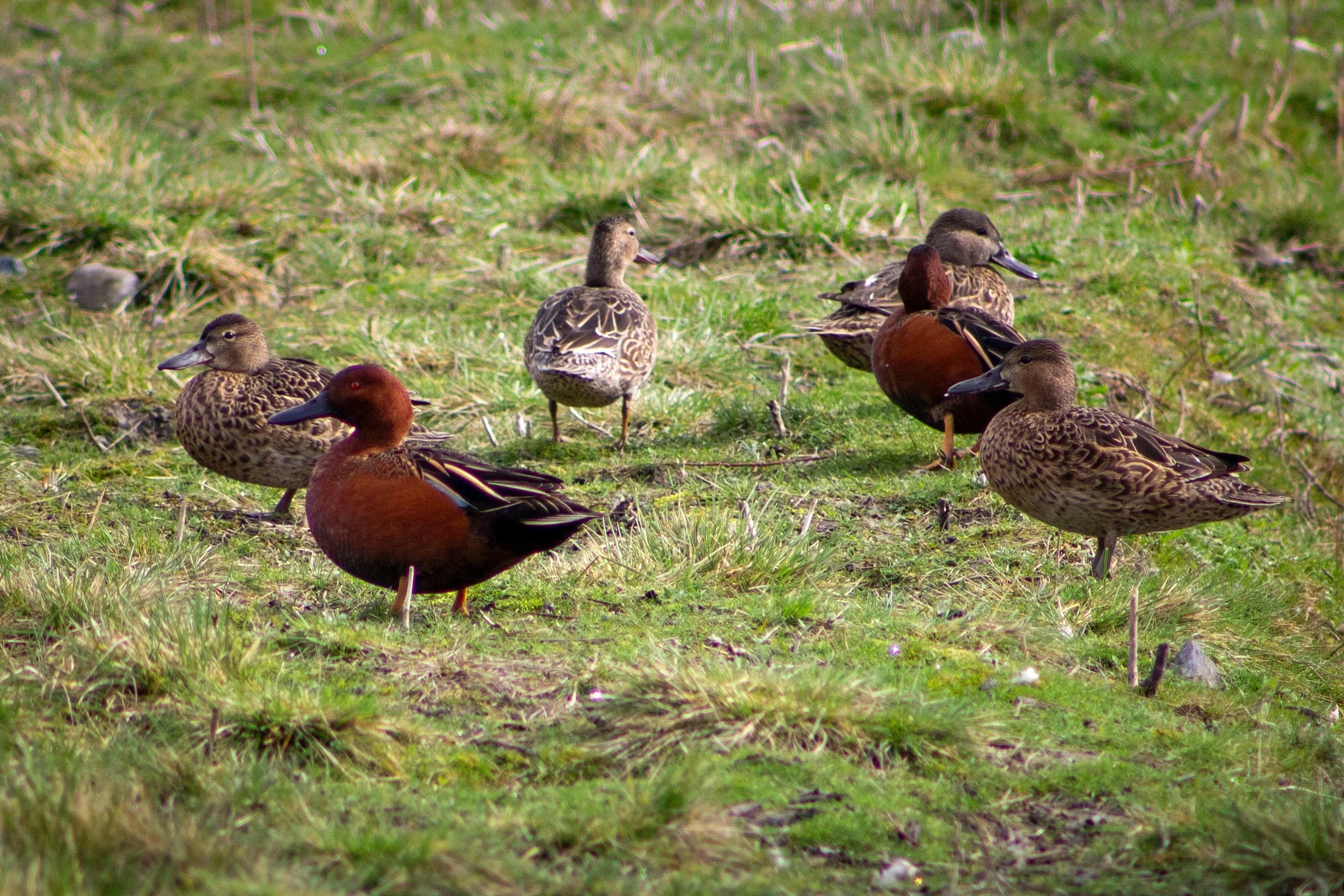 Six cinnamon teals