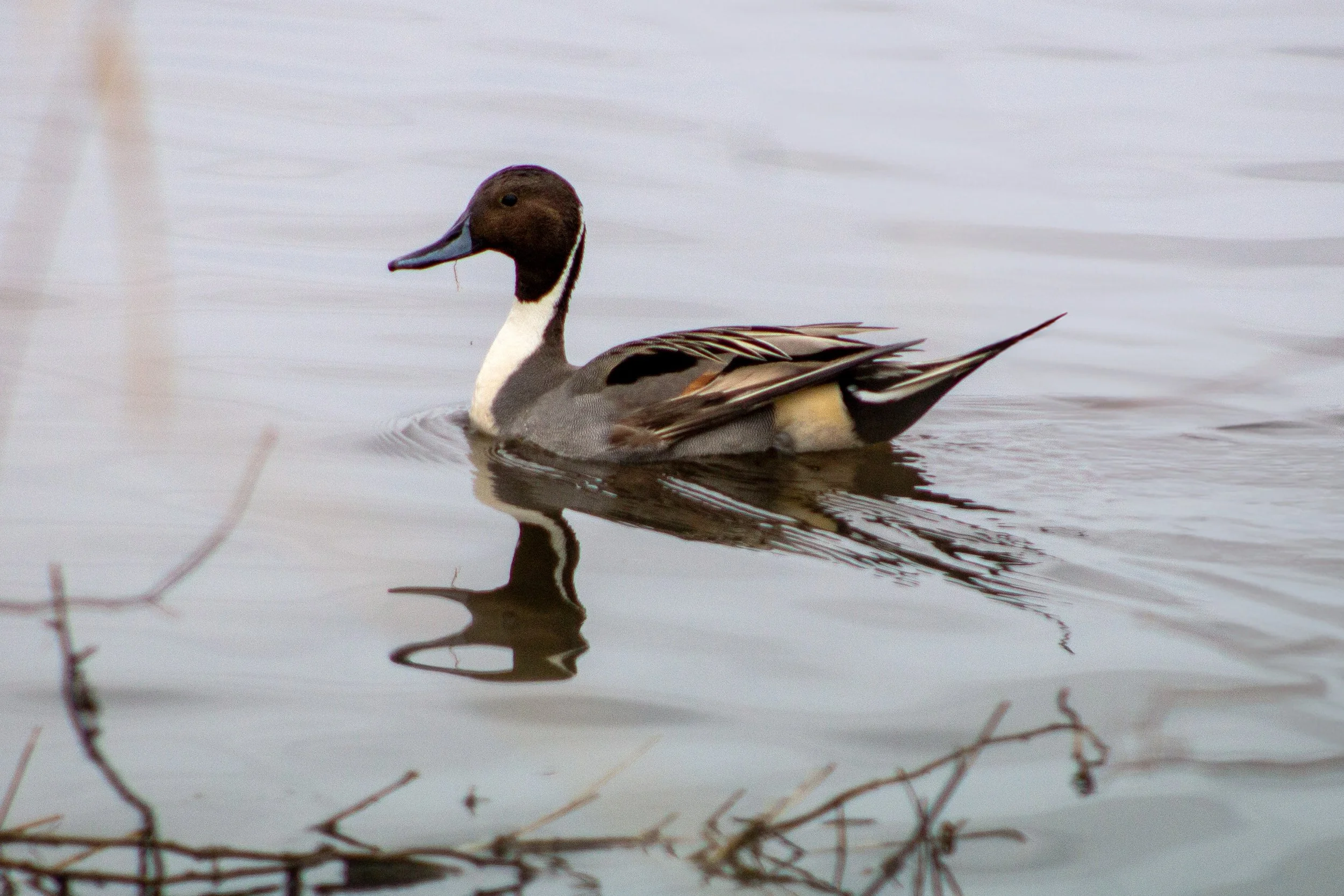 Northern pintail reflects off water as it swims