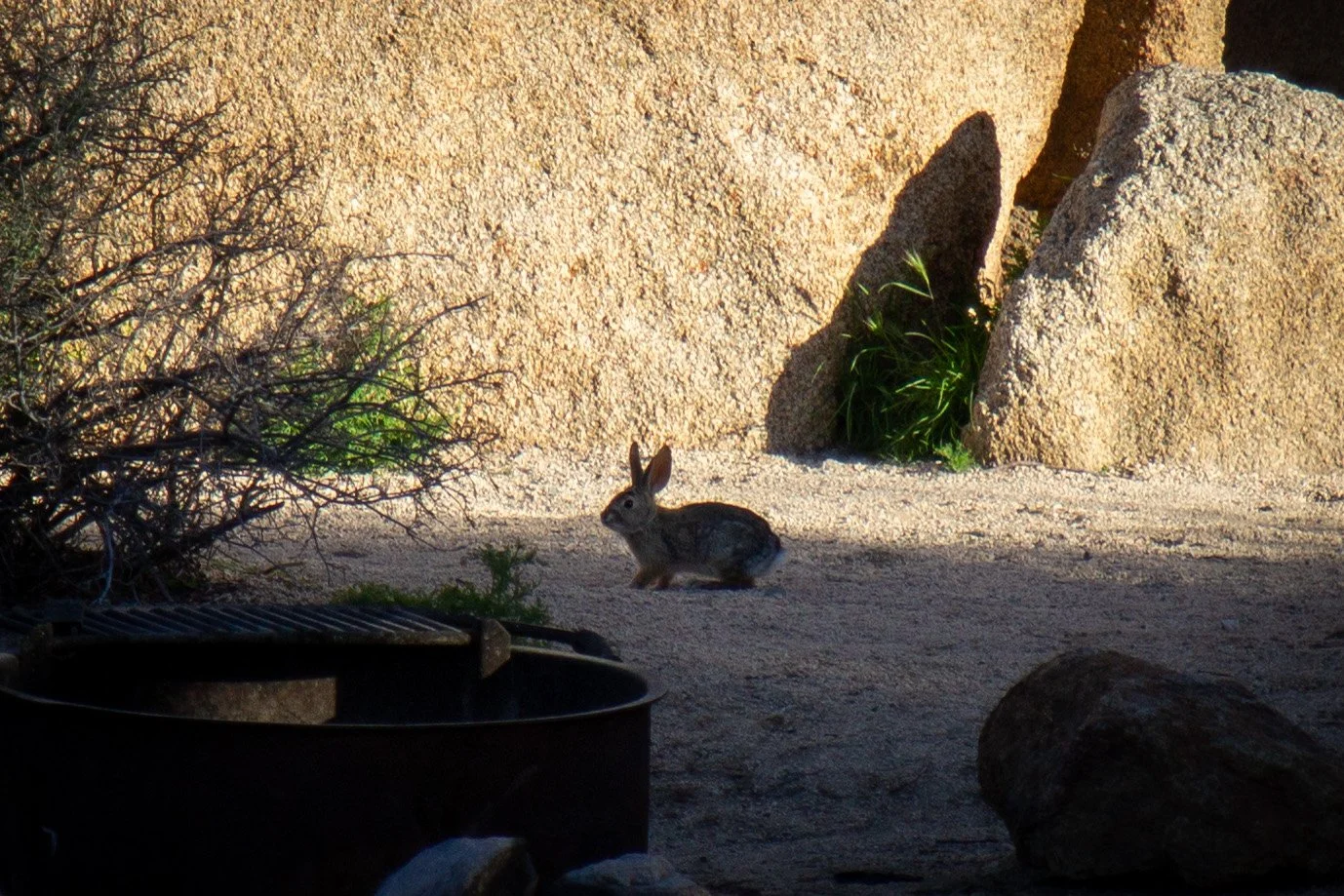 Rabbit in shadow in front of granite boulder