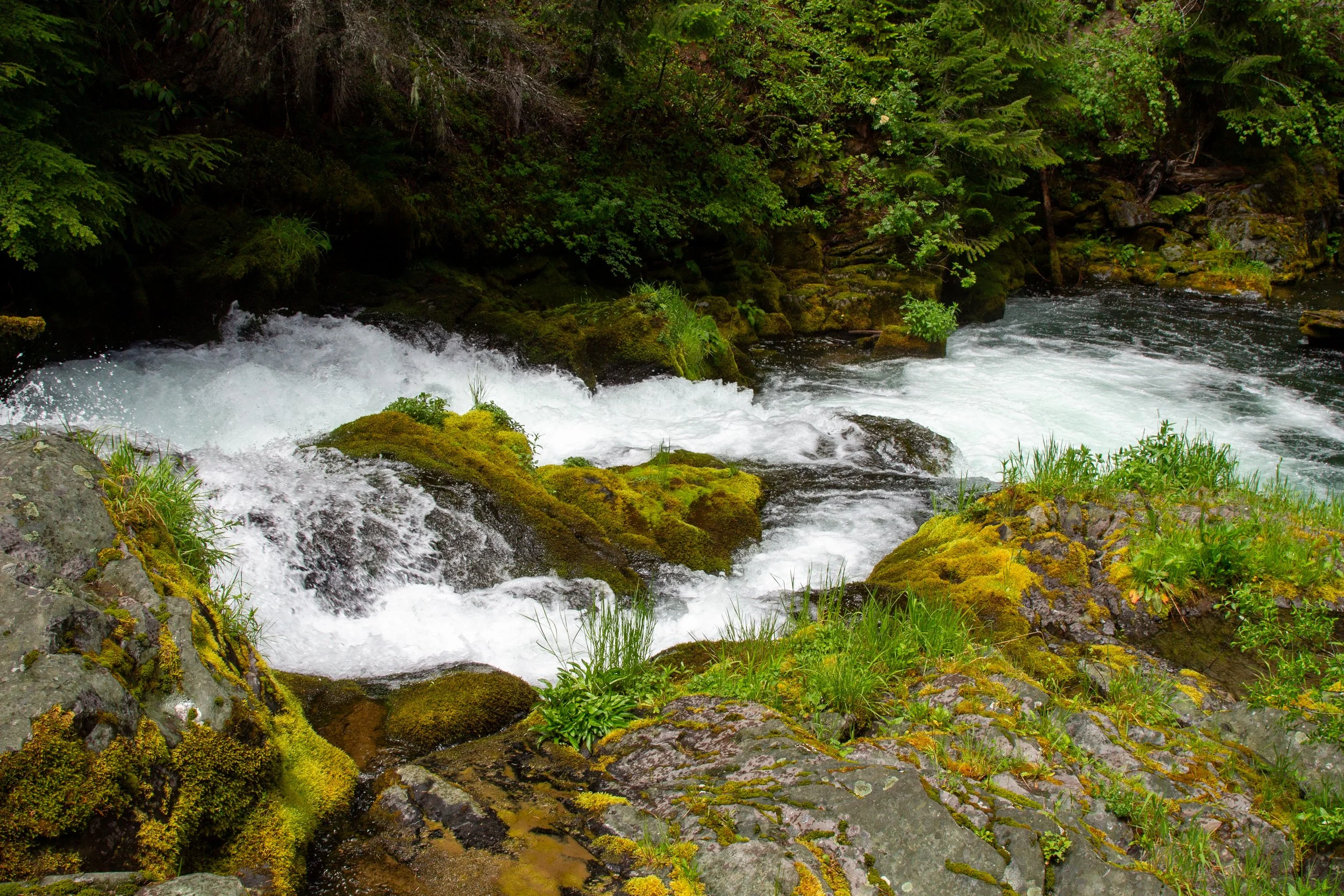 Rapids on the North Umpqua River
